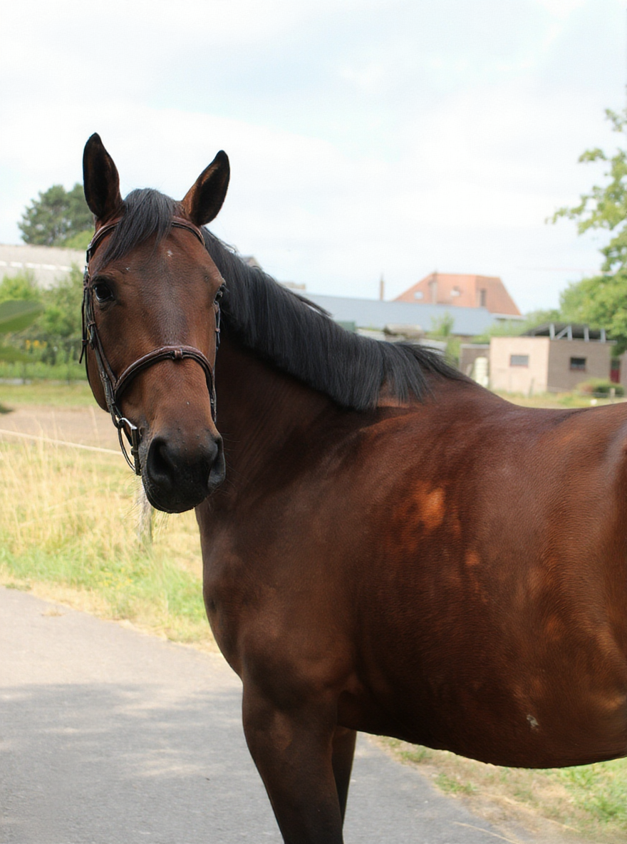 zangersheide springpaard merrie 5 years old bruin for sale - Main photo