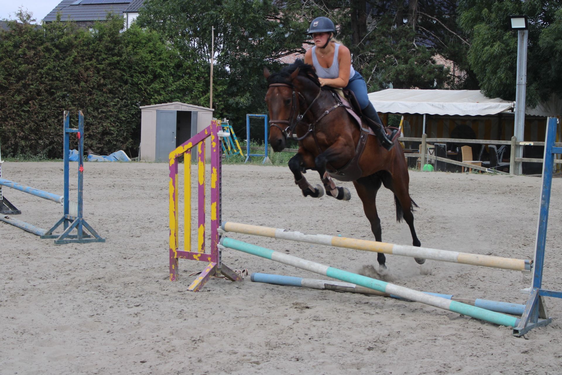 zangersheide springpaard merrie 5 years old bruin for sale - Photo 6
