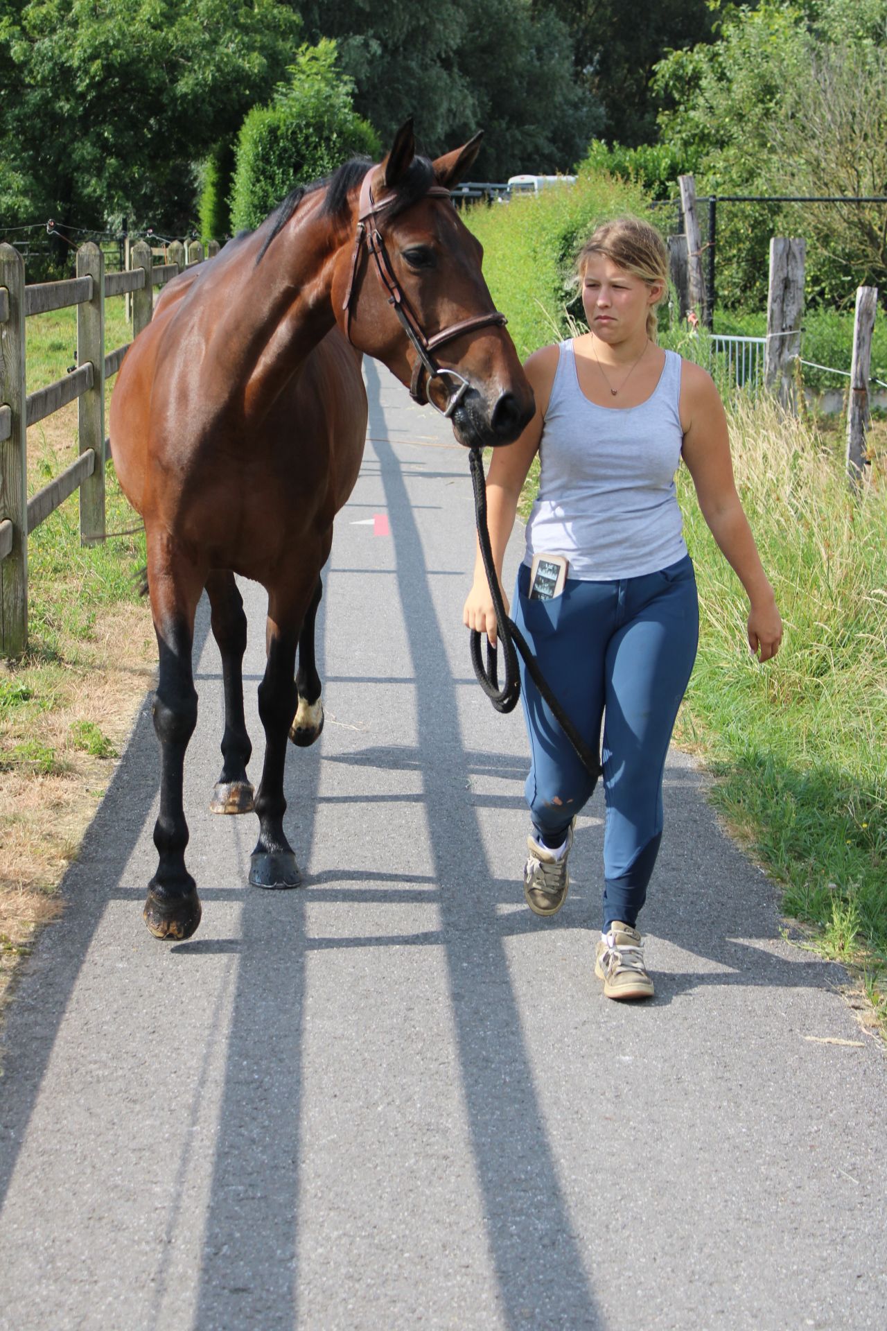 zangersheide springpaard merrie 5 years old bruin for sale - Photo 5