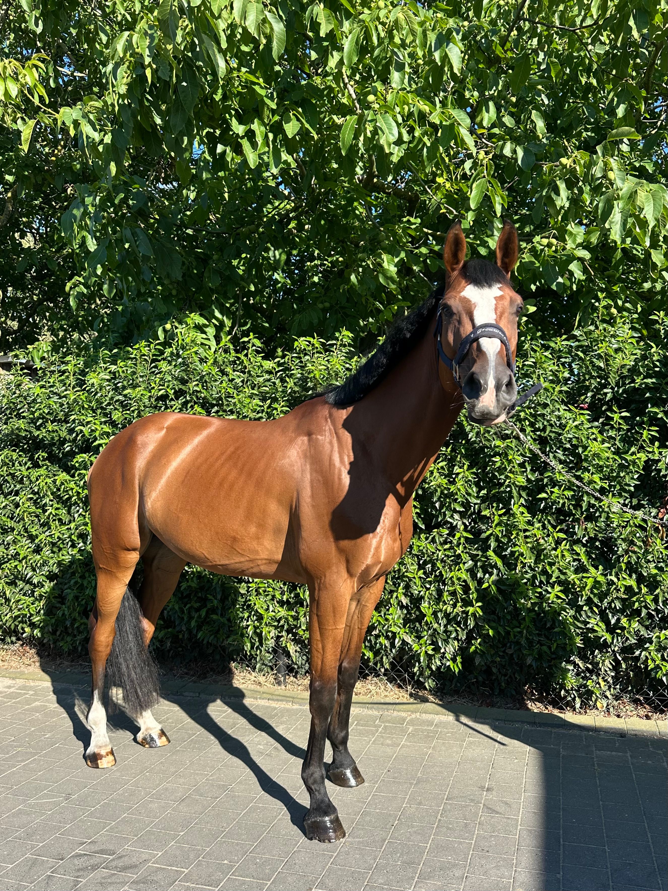 Handsome 6-year-old gelding
