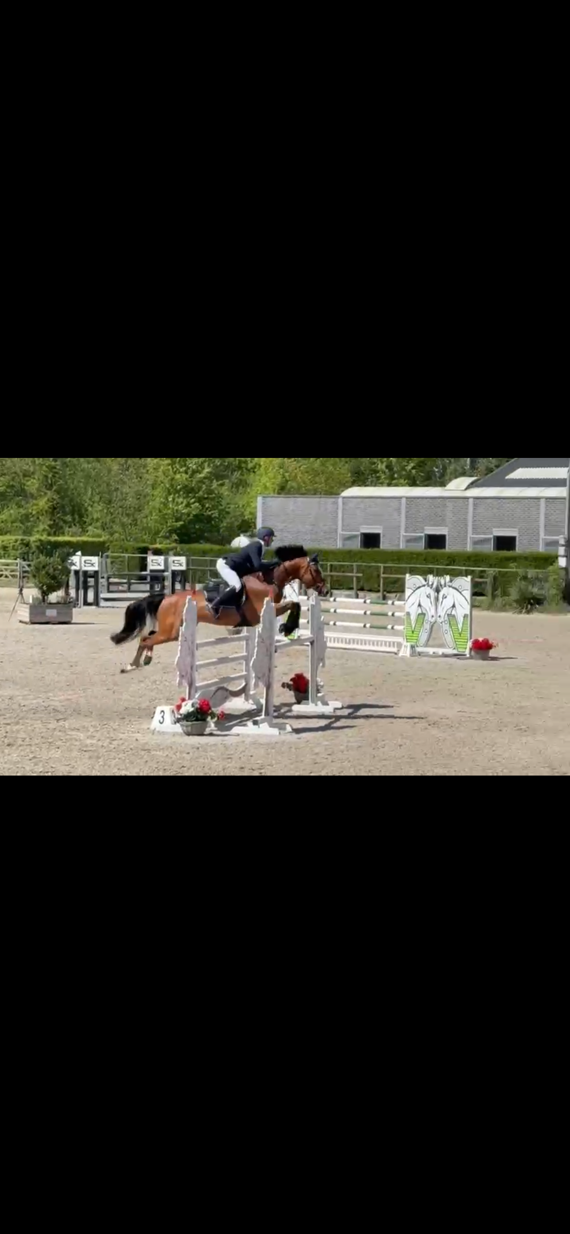 bwp springpaard ruin 6 years old bruin for sale - Photo 2