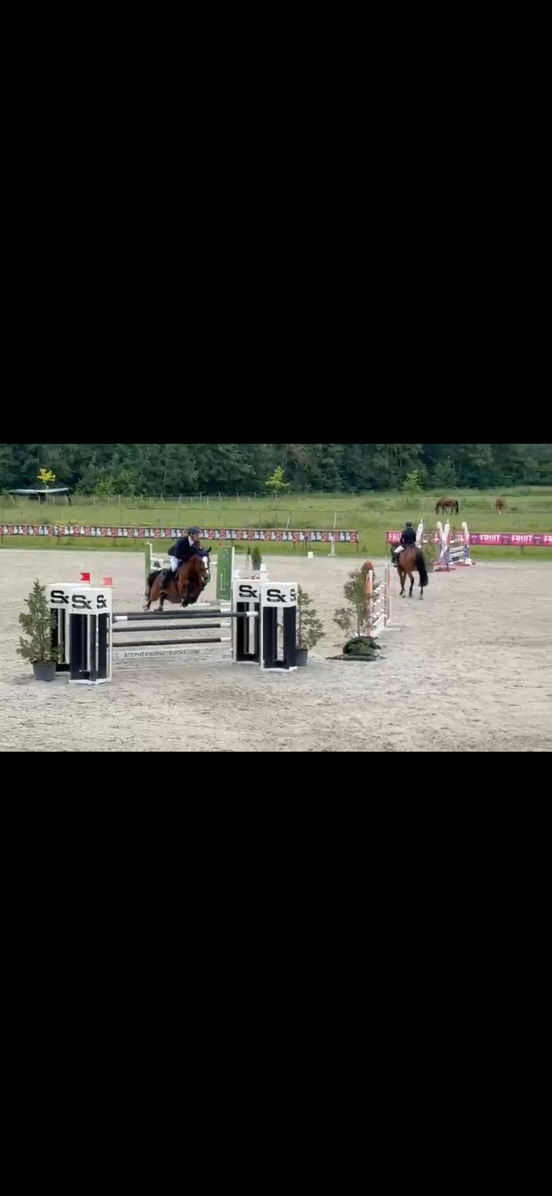 bwp springpaard ruin 6 years old bruin for sale - Photo 3