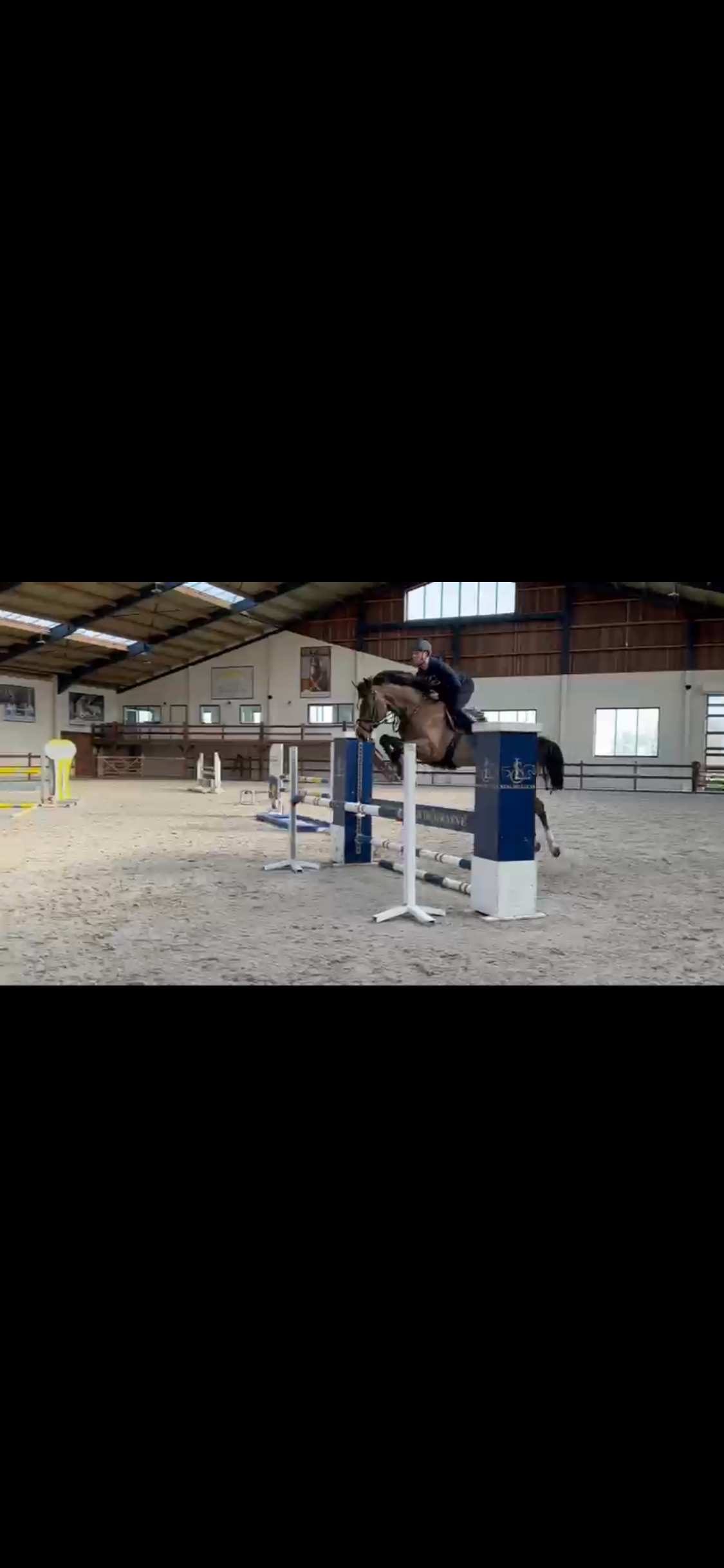 bwp springpaard ruin 6 years old bruin for sale - Photo 4