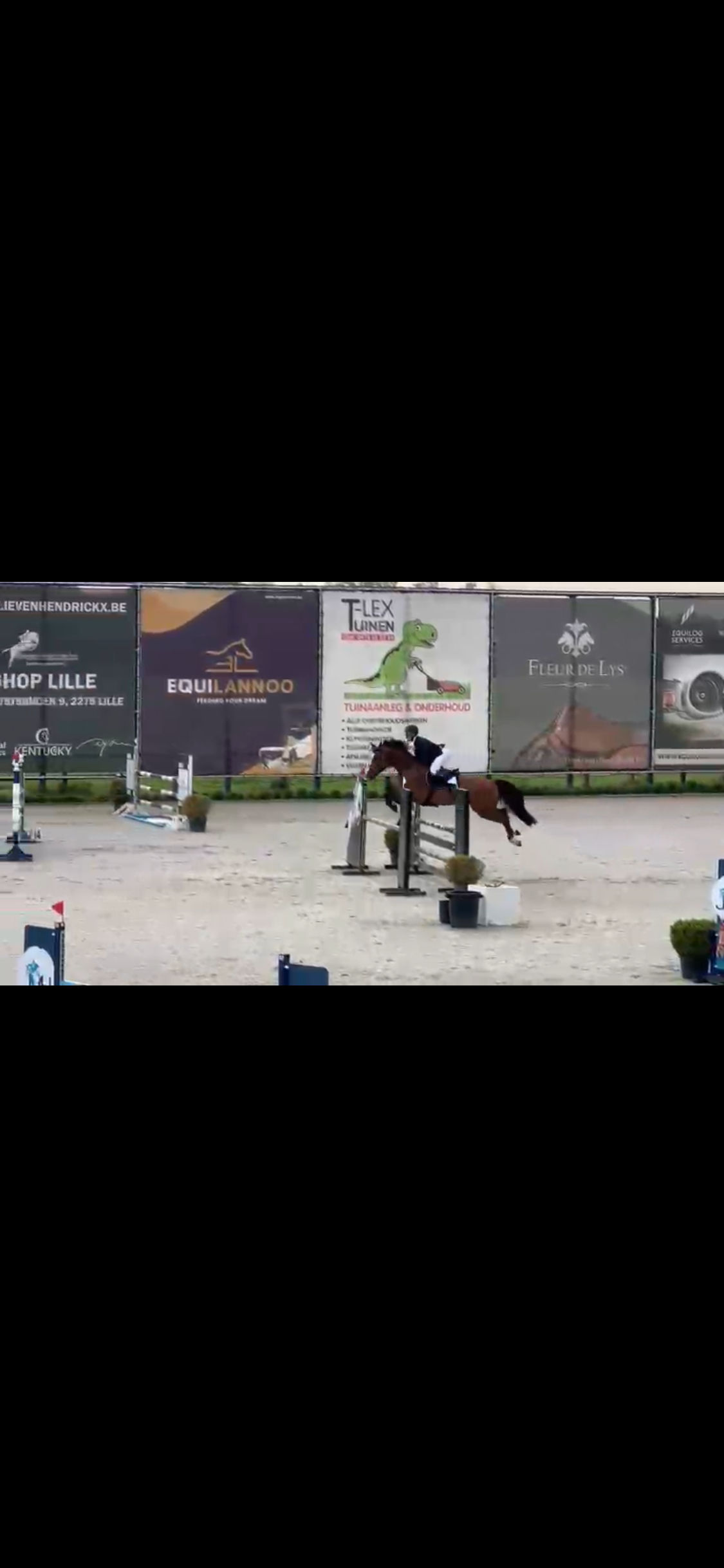 bwp springpaard ruin 6 years old bruin for sale - Photo 5