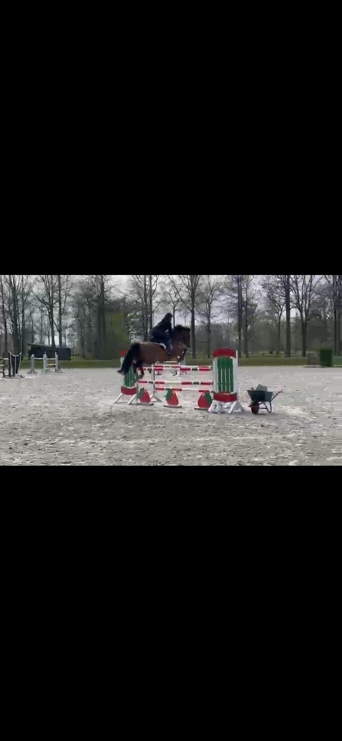 bwp springpaard ruin 6 years old bruin for sale - Photo 6