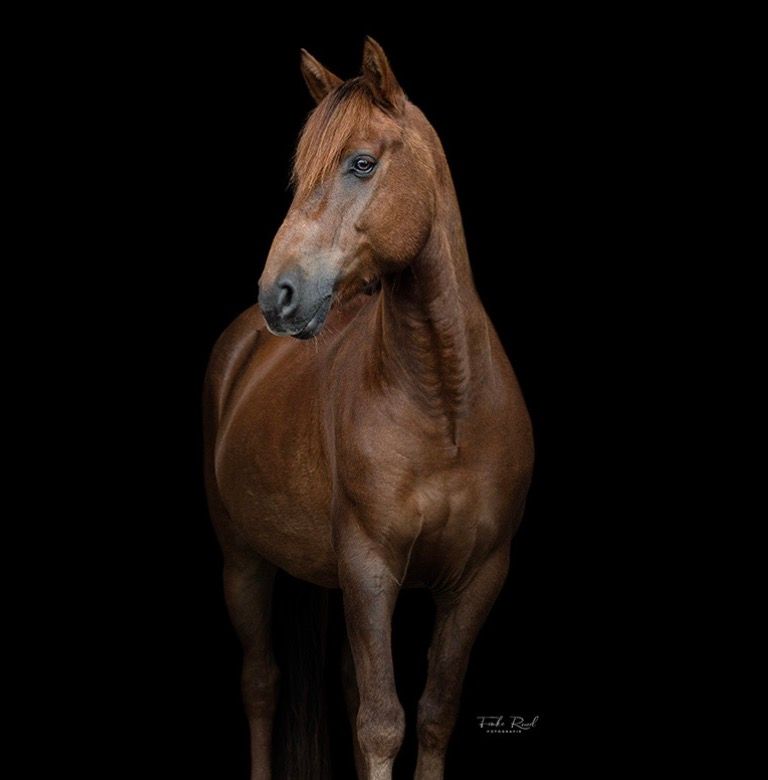 Sturdy D-pony.
