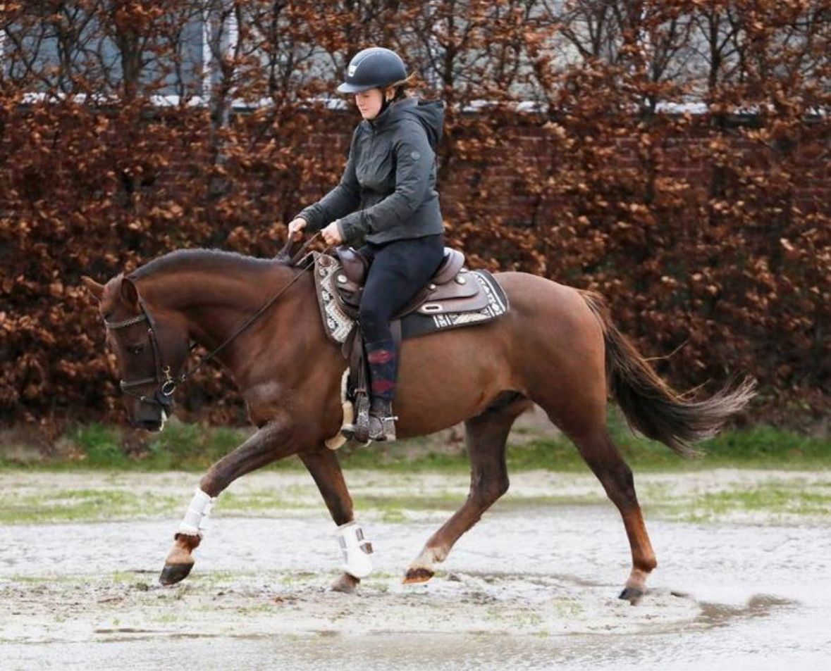ander allround-pony ruin 6 岁 vos 出售 - 照片 5