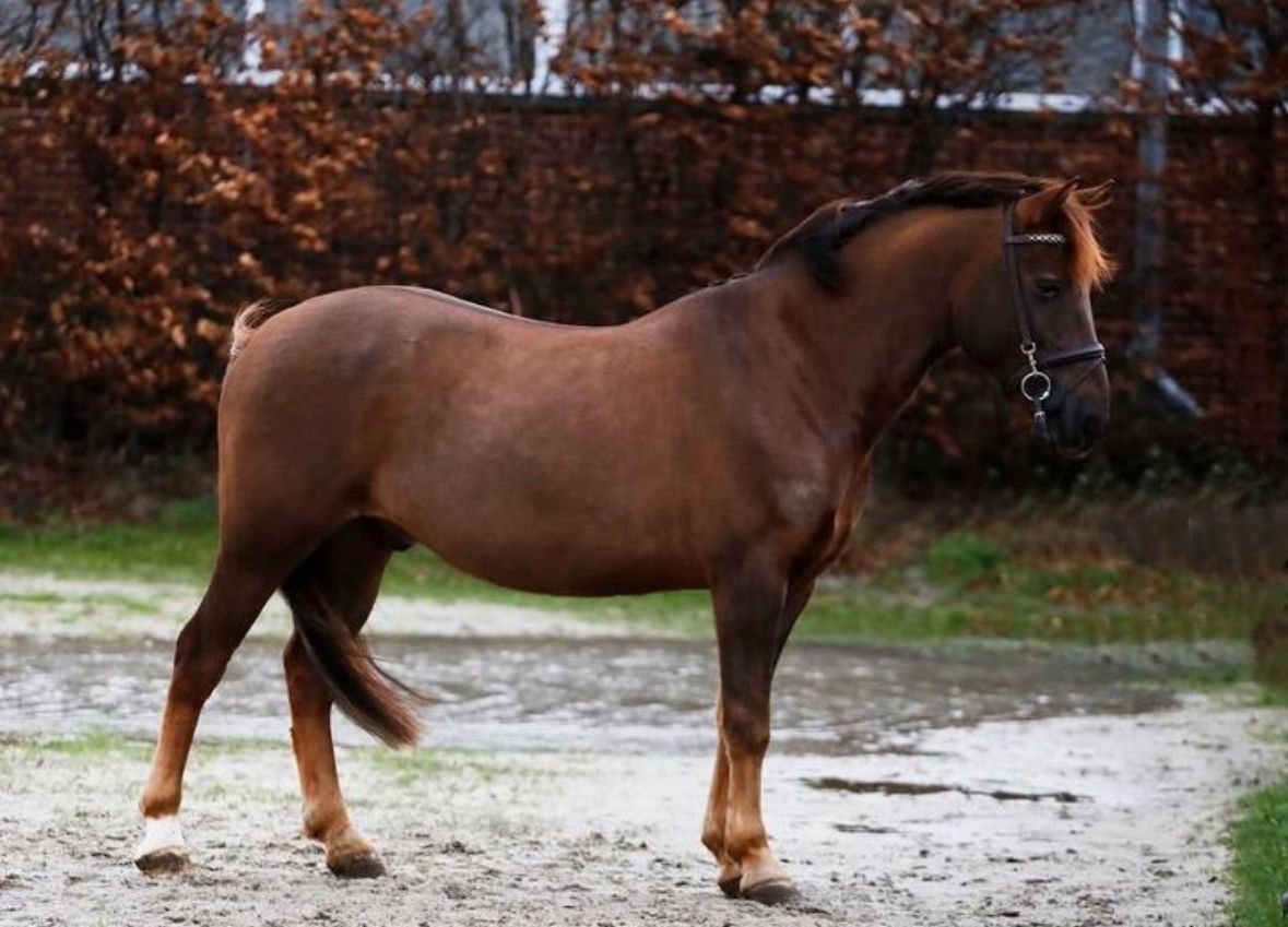 ander allround-pony ruin 6 岁 vos 出售 - 照片 4