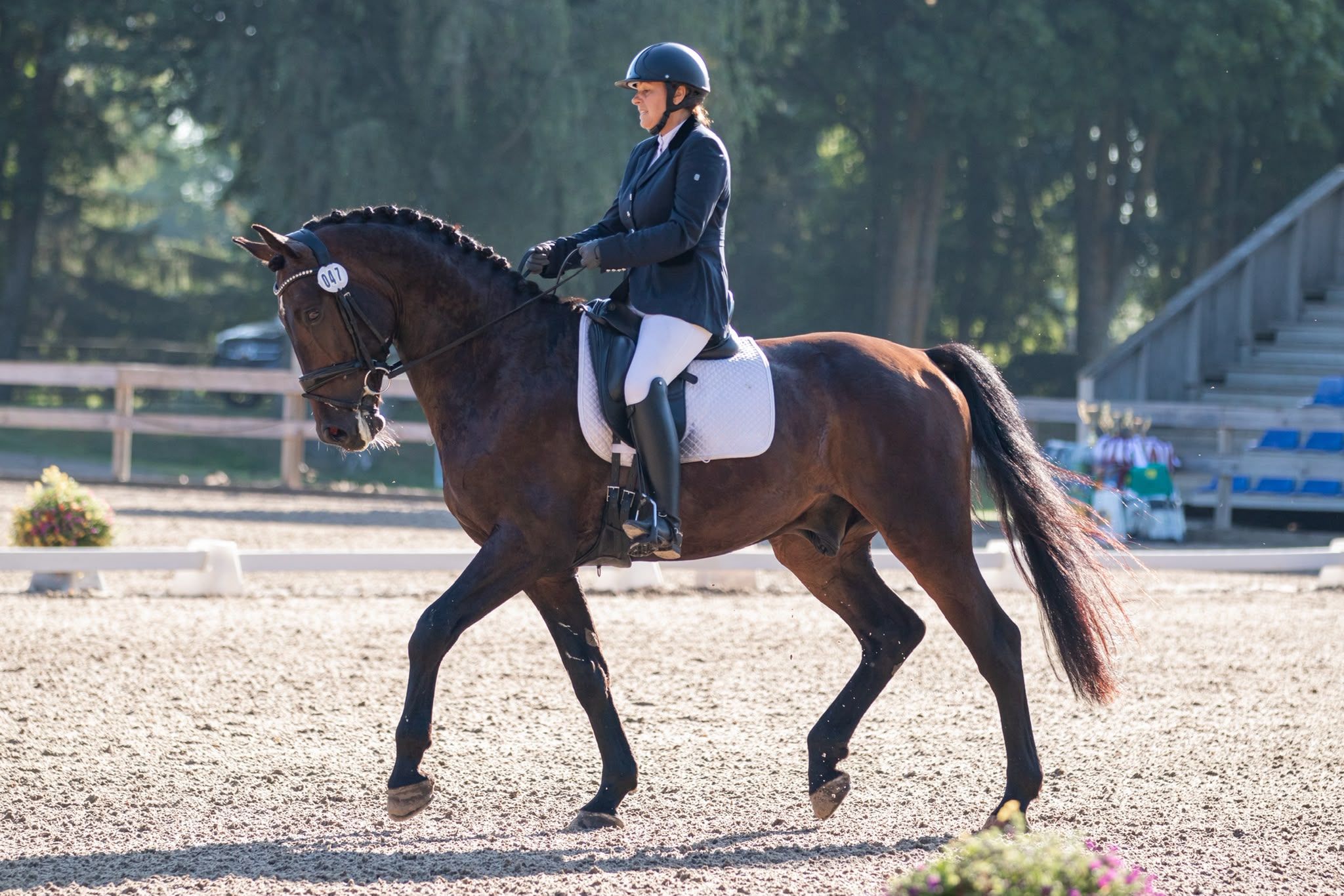 Fantastisk 10-årig valack (Gelding)