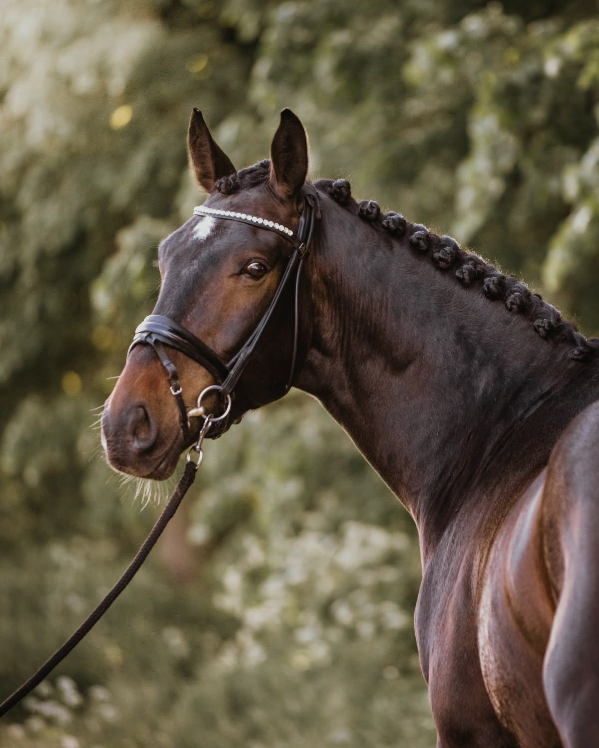 dressuurpaard ruin 10 years old donkerbruin for sale - Photo 3