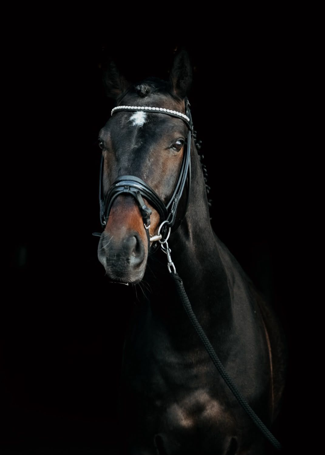 dressuurpaard ruin 10 years old donkerbruin for sale - Photo 4