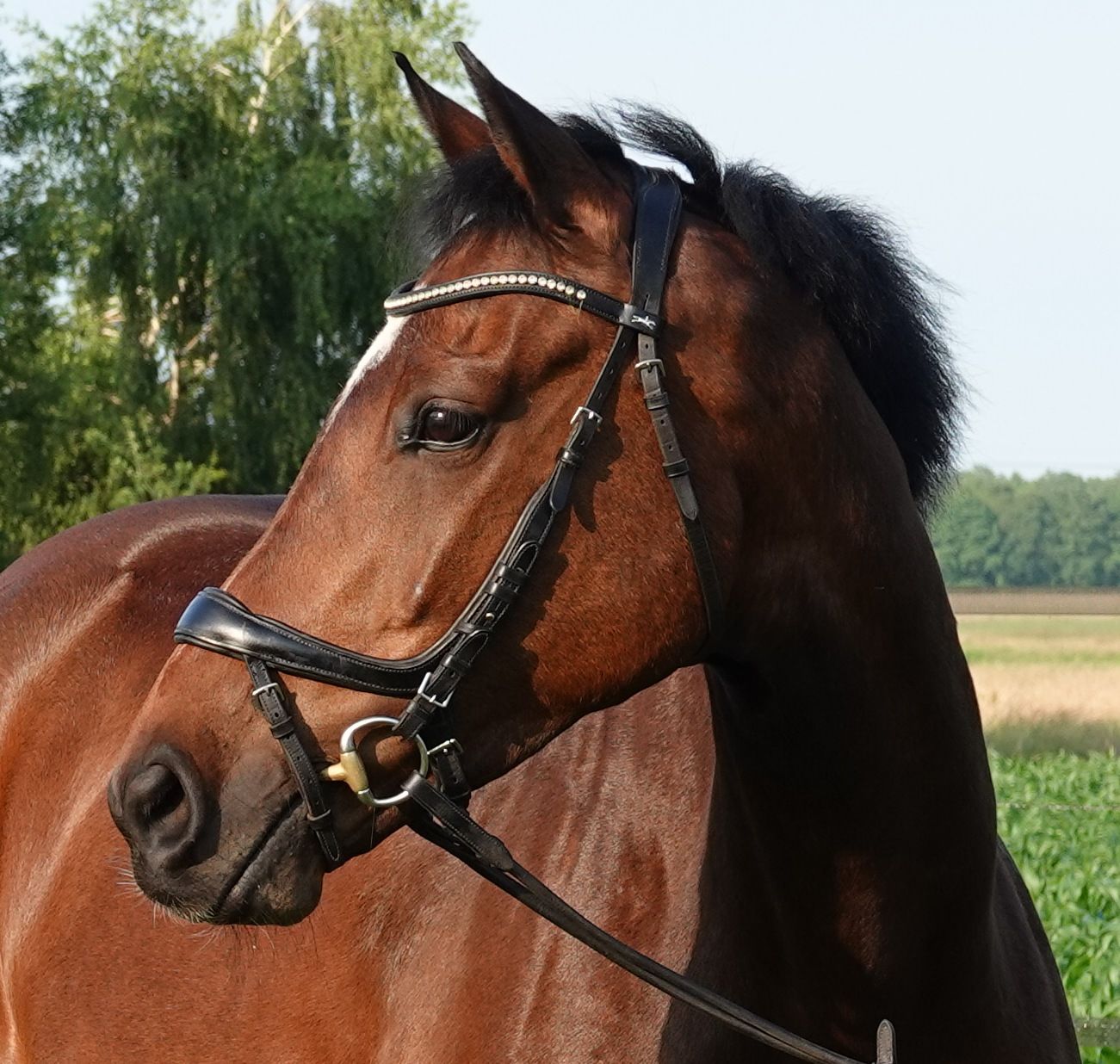 Attractive and very well-behaved 6-year-old mare
