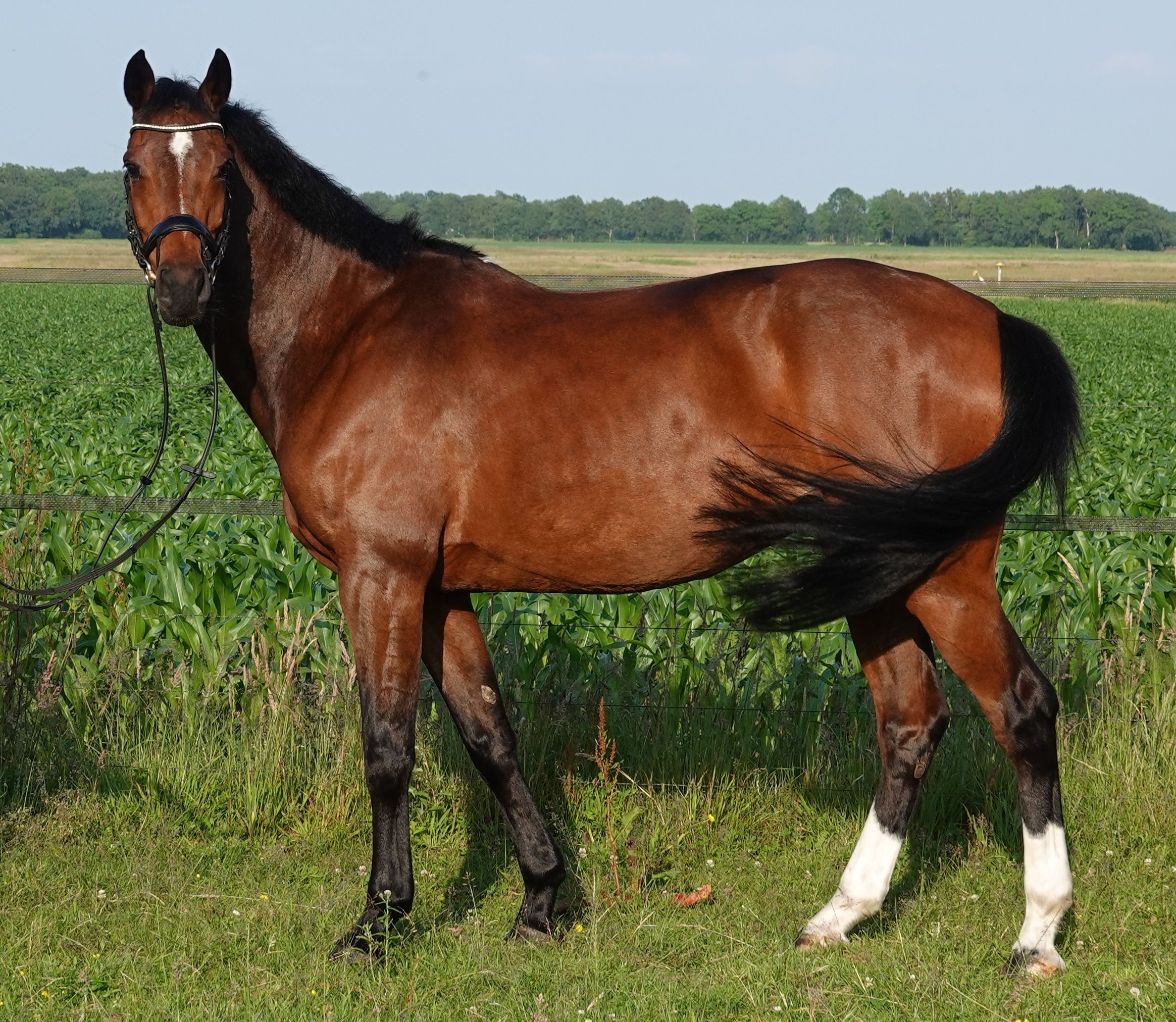 kwpn springpaard merrie 6 岁 bruin 出售 - 照片 2