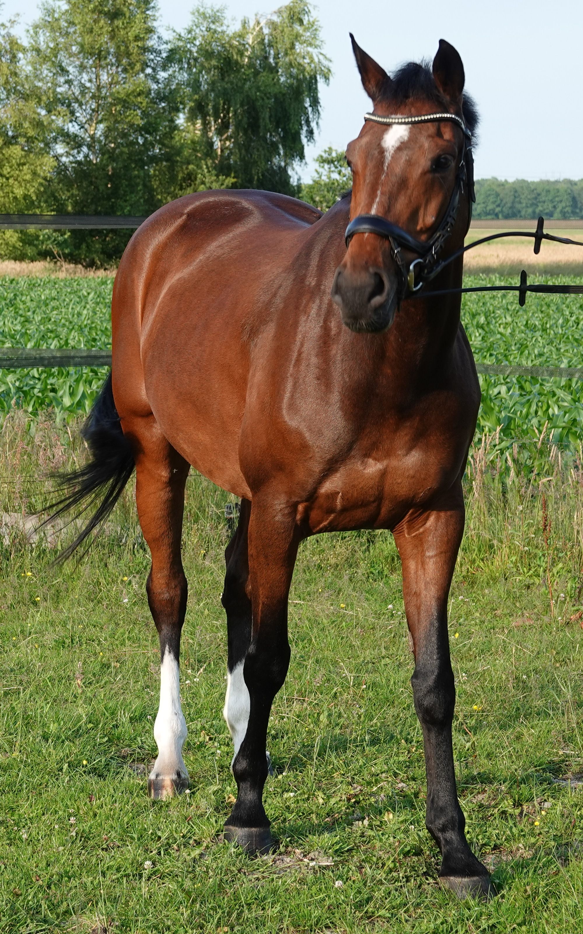kwpn springpaard merrie 6 岁 bruin 出售 - 照片 3