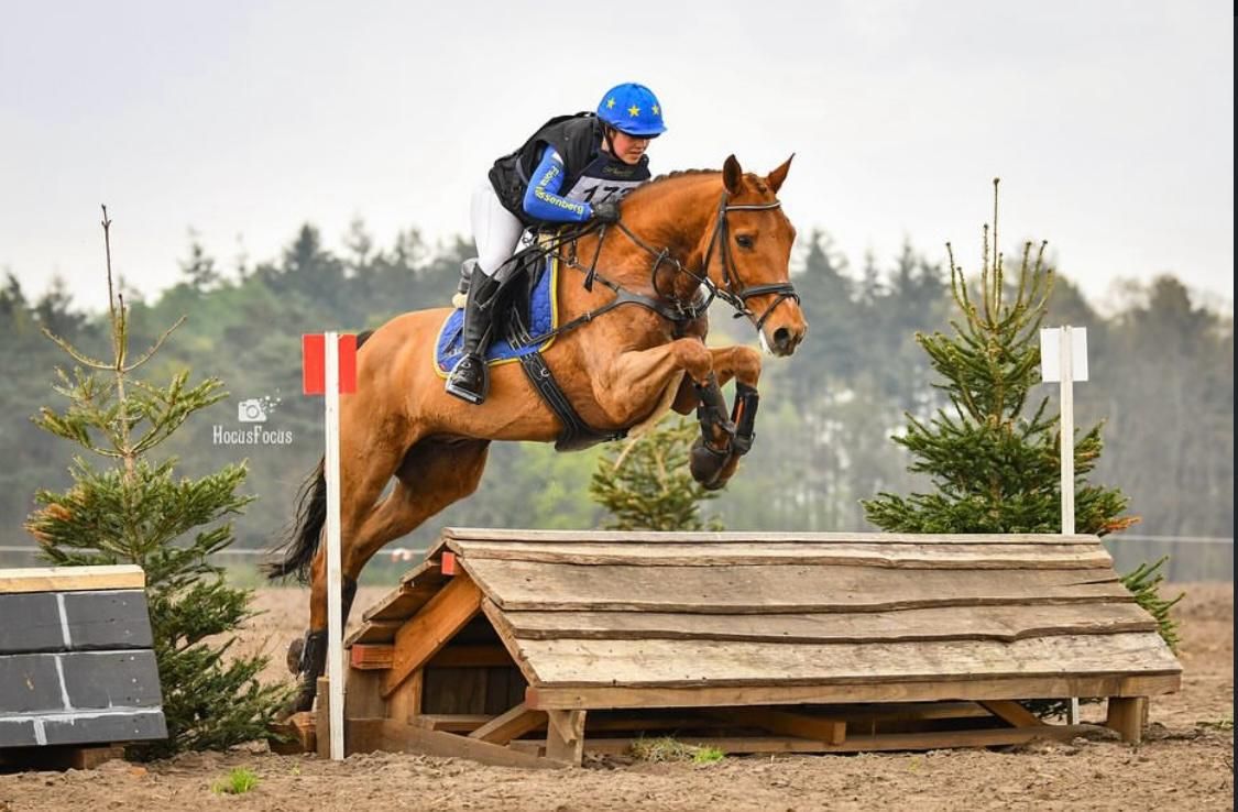 kwpn eventingpaard ruin 13 岁 vos 出售 - 照片 2