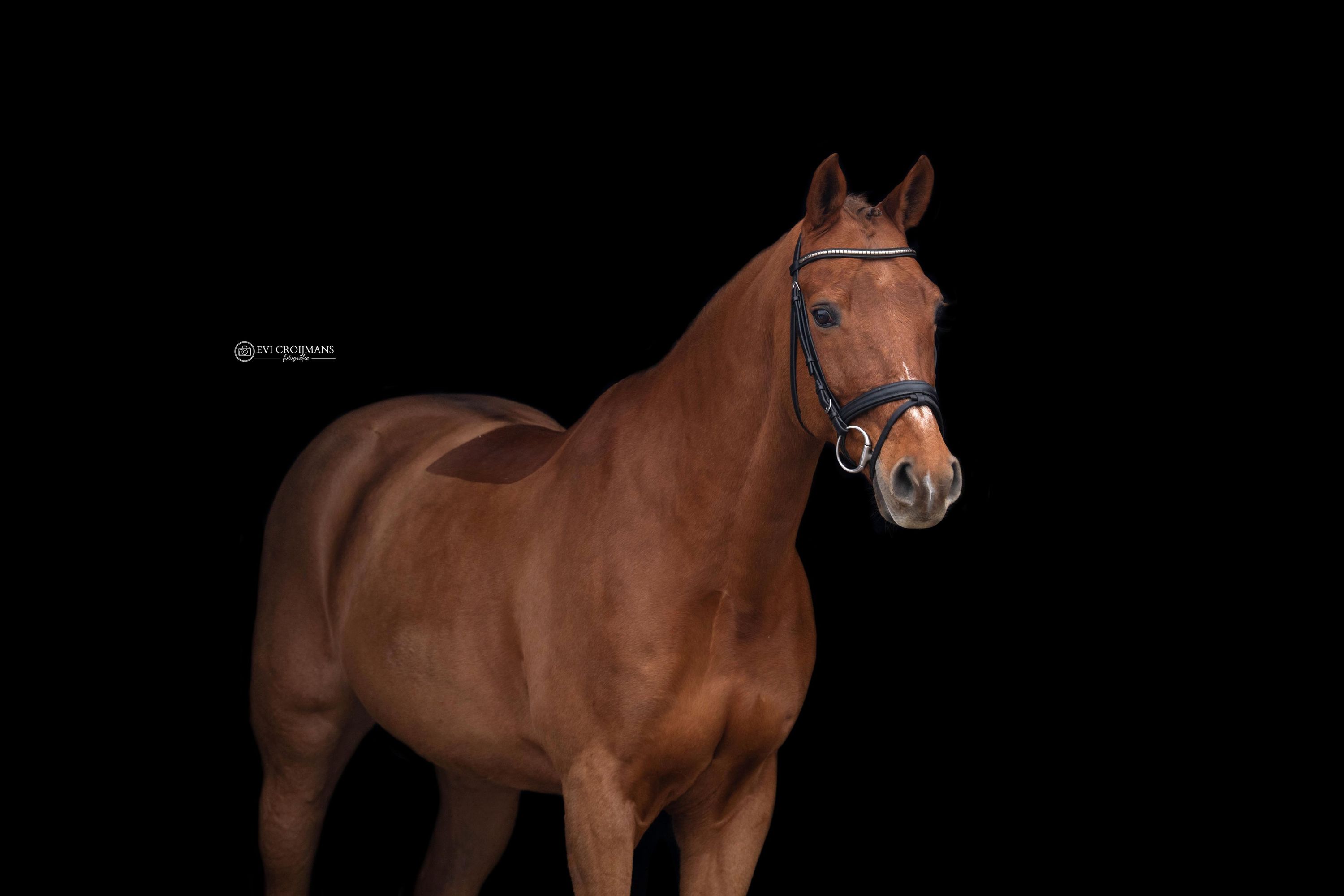 For sale: Honest and talented all-rounder / eventer - Hunter, Kaweise Illusionist
