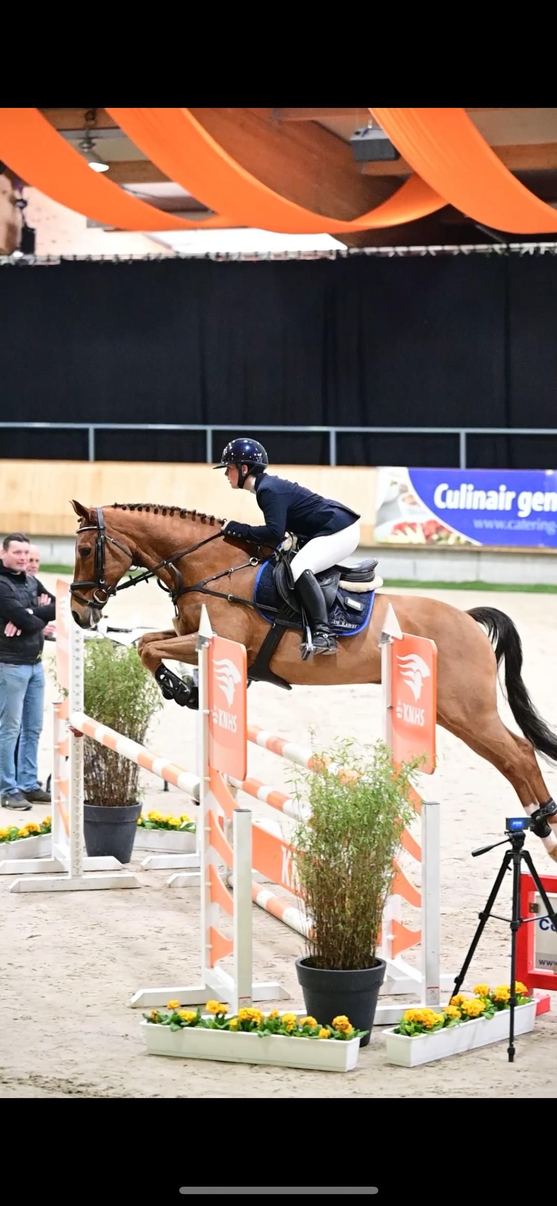 kwpn eventingpaard ruin 13 岁 vos 出售 - 照片 3