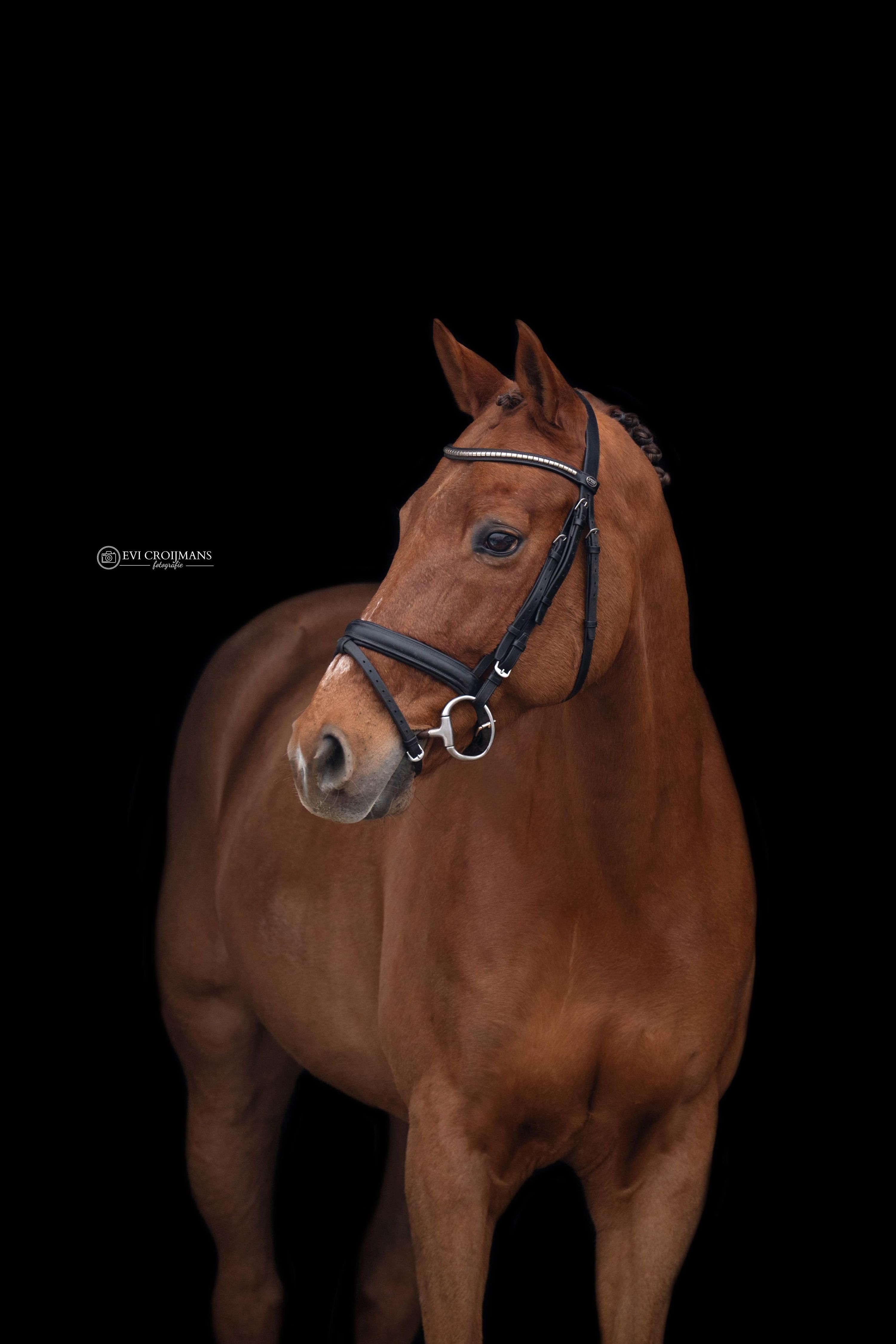 kwpn eventingpaard ruin 13 岁 vos 出售 - 照片 5