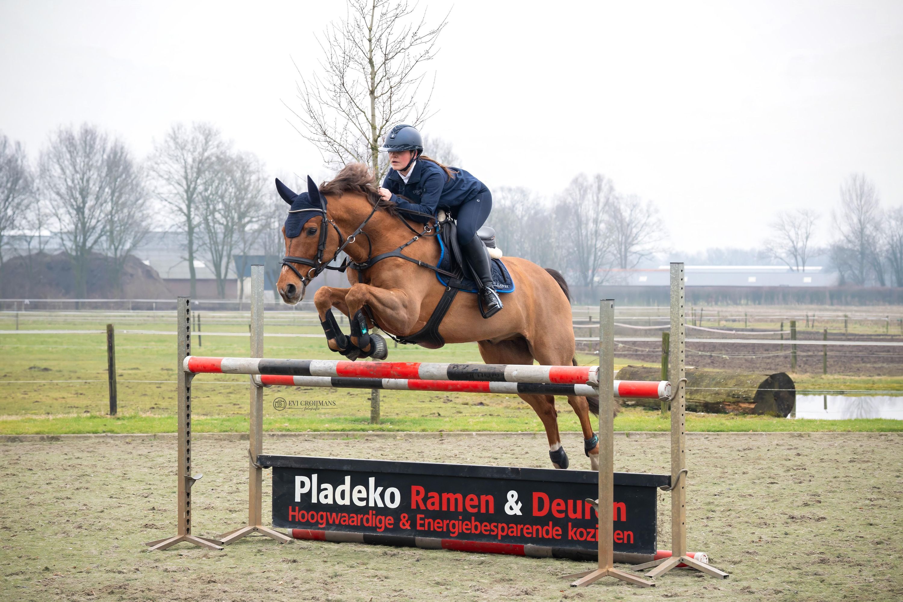 kwpn eventingpaard ruin 13 岁 vos 出售 - 照片 4