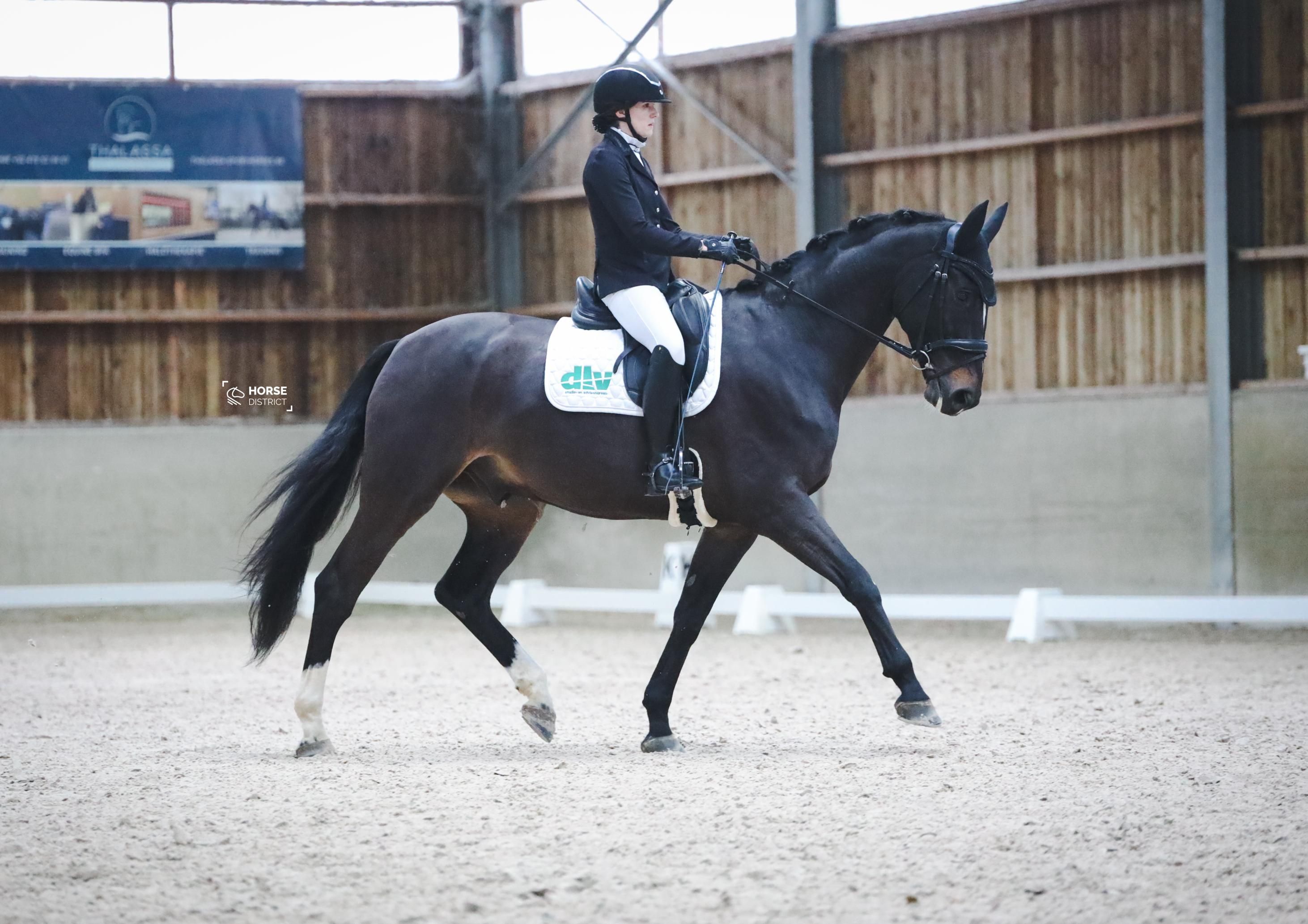 Experienced gelding looking for a new 5⭐ home
