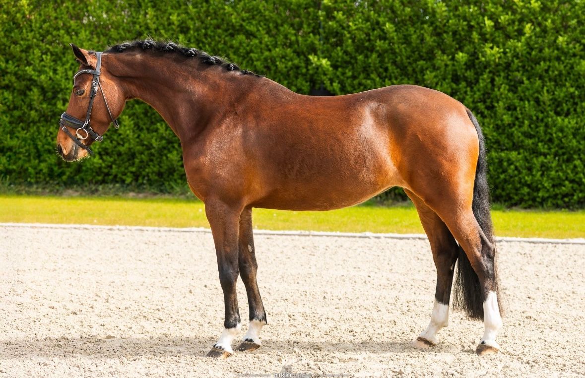 dressuurpony merrie 6 år bruin till salu - Foto 4