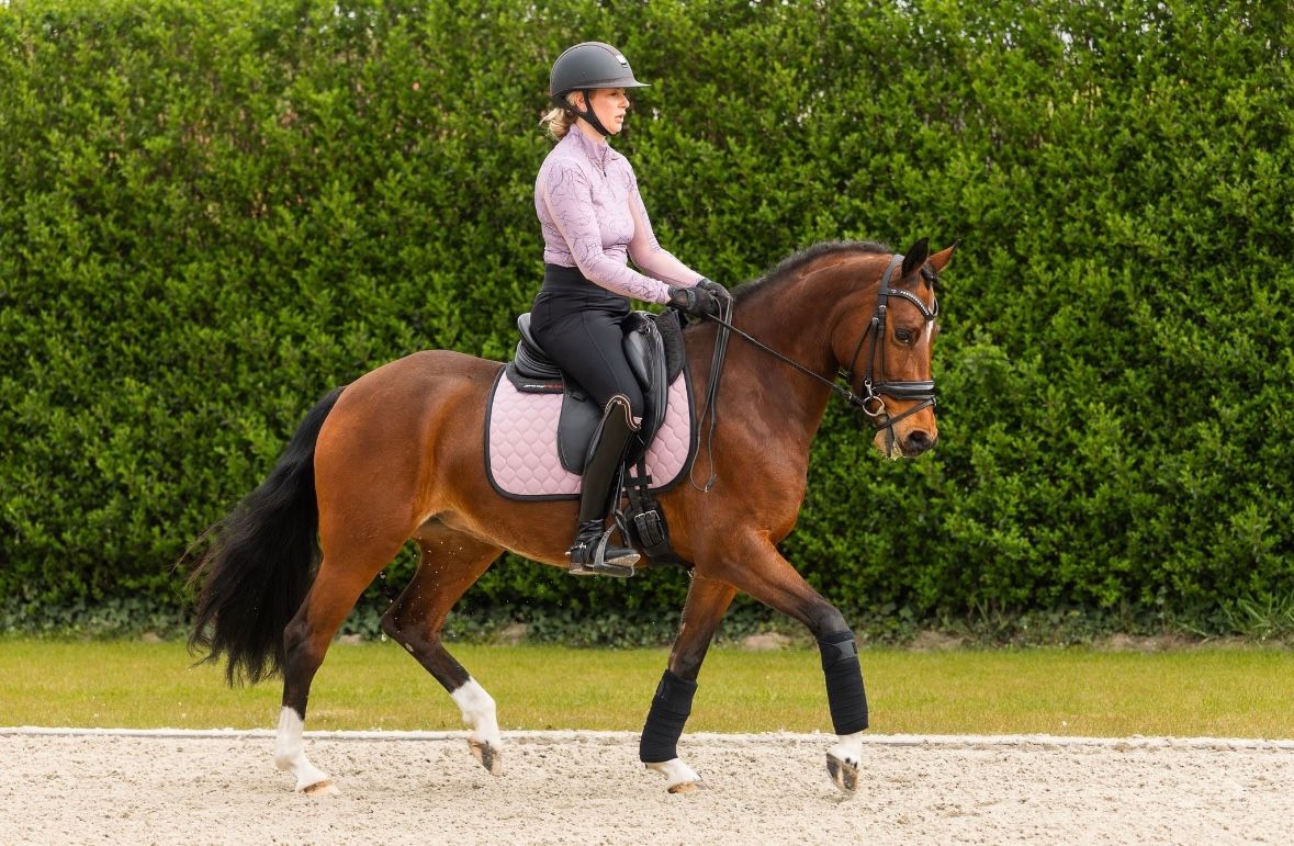 dressuurpony merrie 6 år bruin till salu - Foto 6