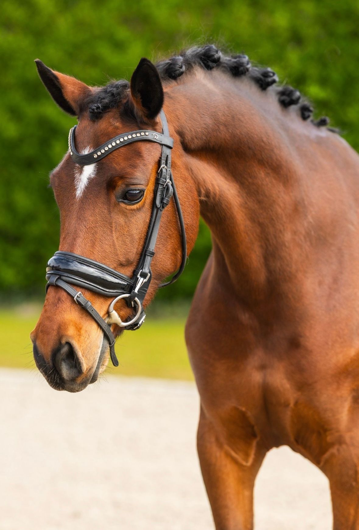 dressuurpony merrie 6 år bruin till salu - Foto 3