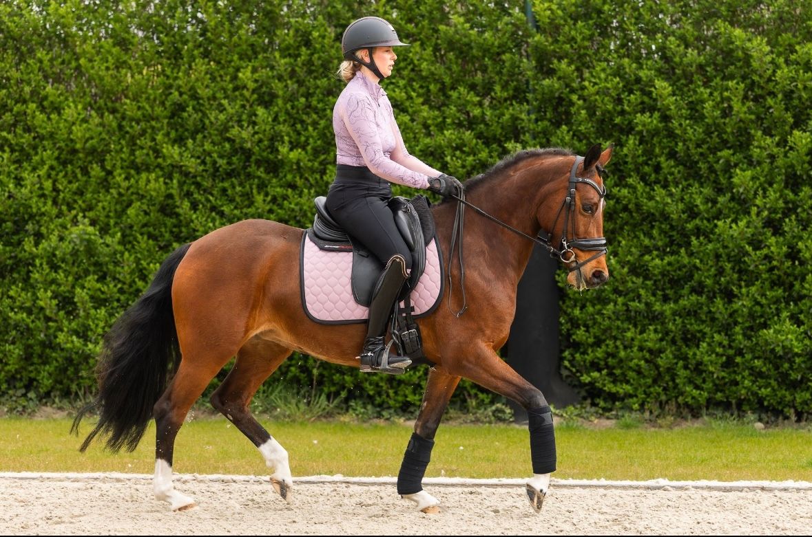 dressuurpony merrie 6 år bruin till salu - Foto 5
