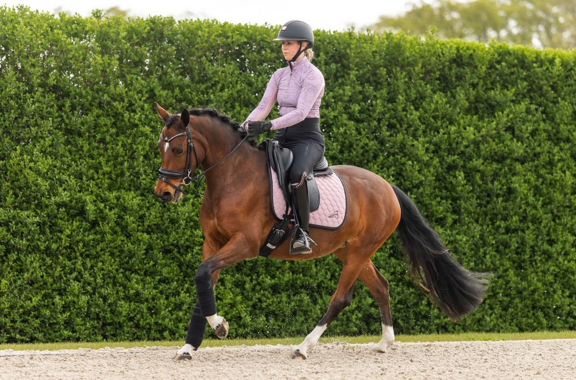 dressuurpony merrie 6 år bruin till salu - Foto 2