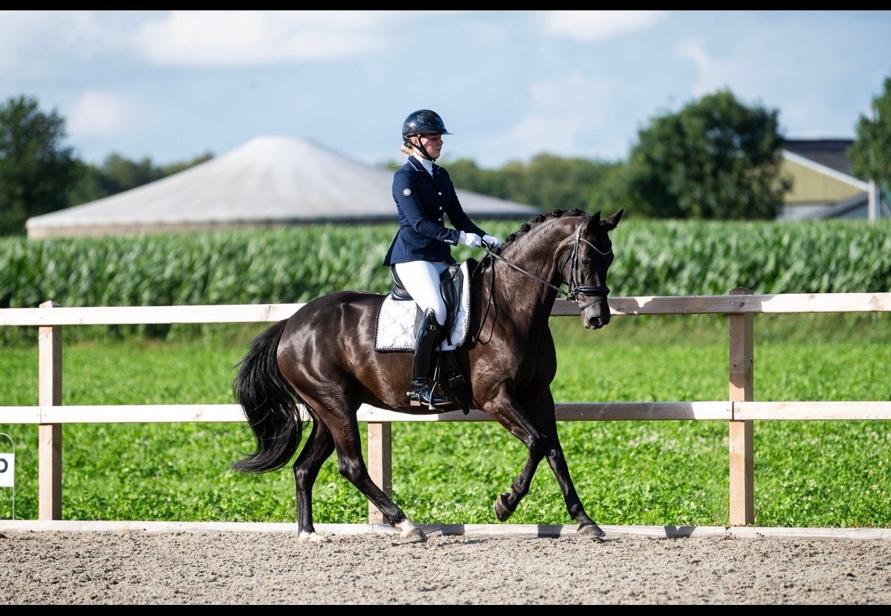 deens-warmbloed dressuurpaard merrie 10 岁 zwart 出售 - 照片 2