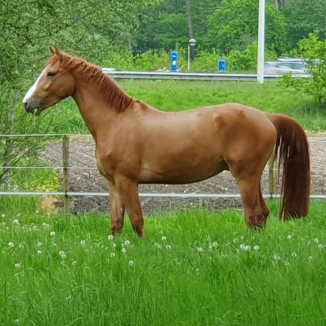 BWP gelding looking for 5* home