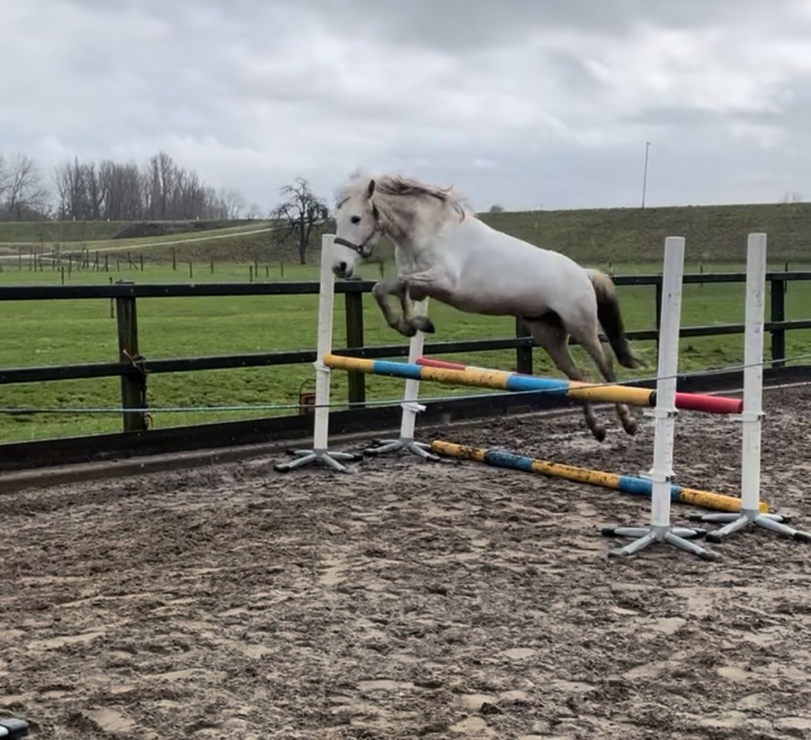allround-pony merrie 7 years old schimmel for sale - Photo 2