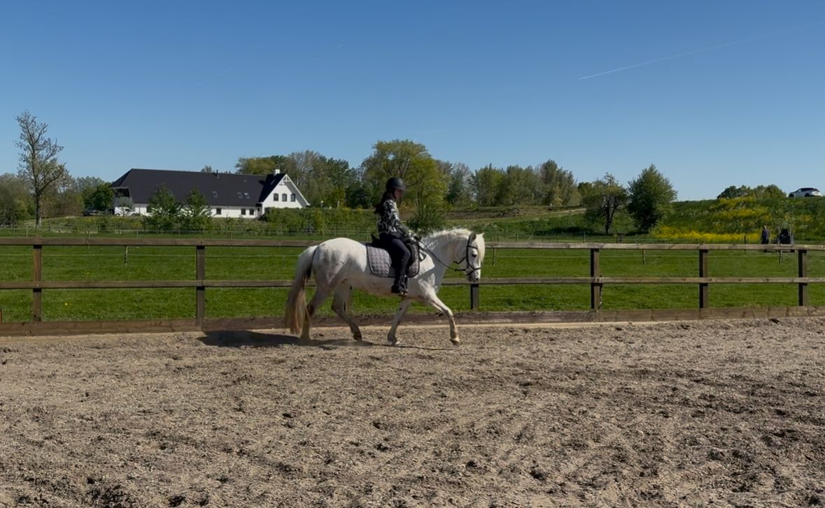 Lovely pony for the future