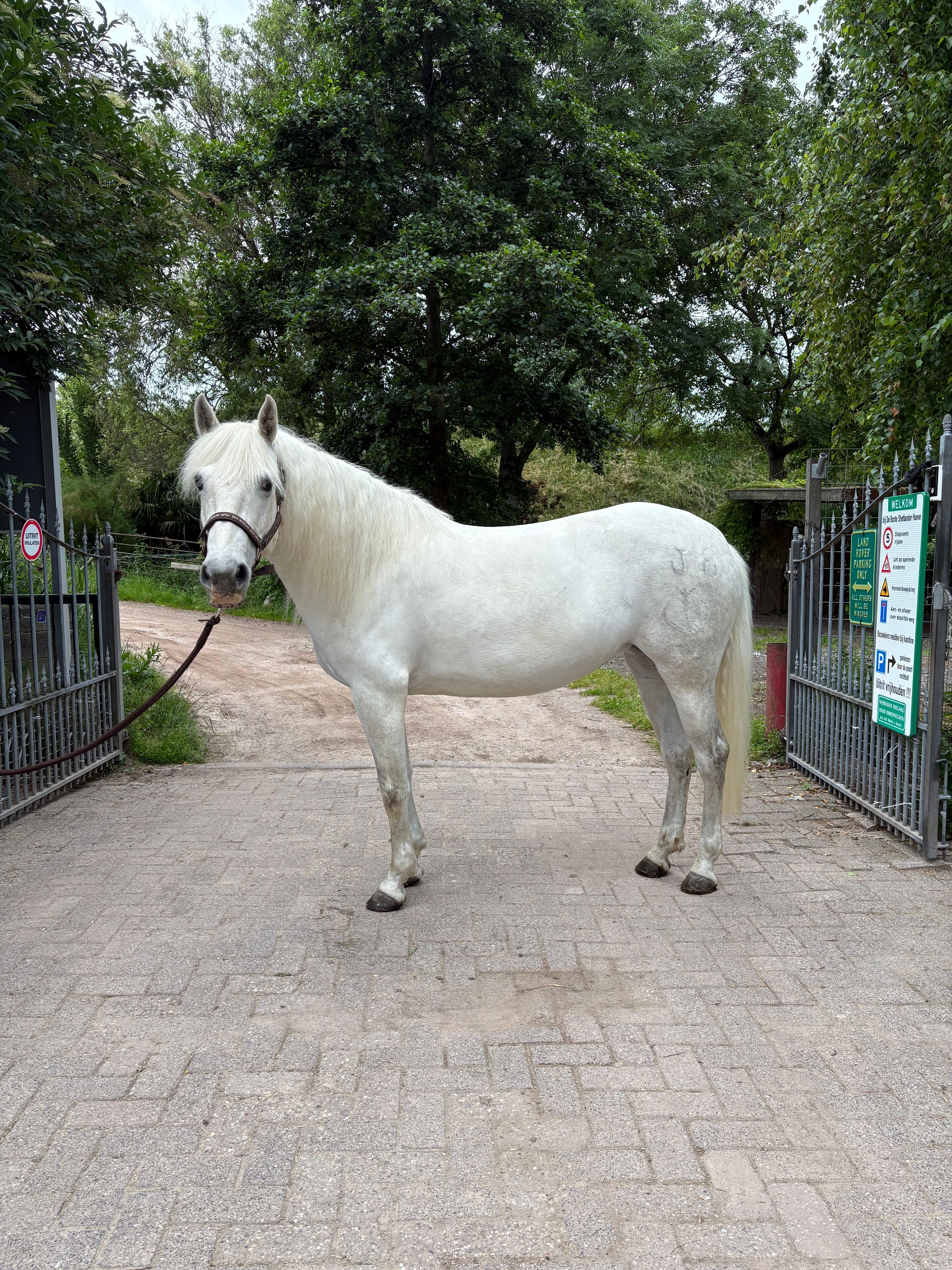 allround-pony merrie 7 years old schimmel for sale - Photo 3