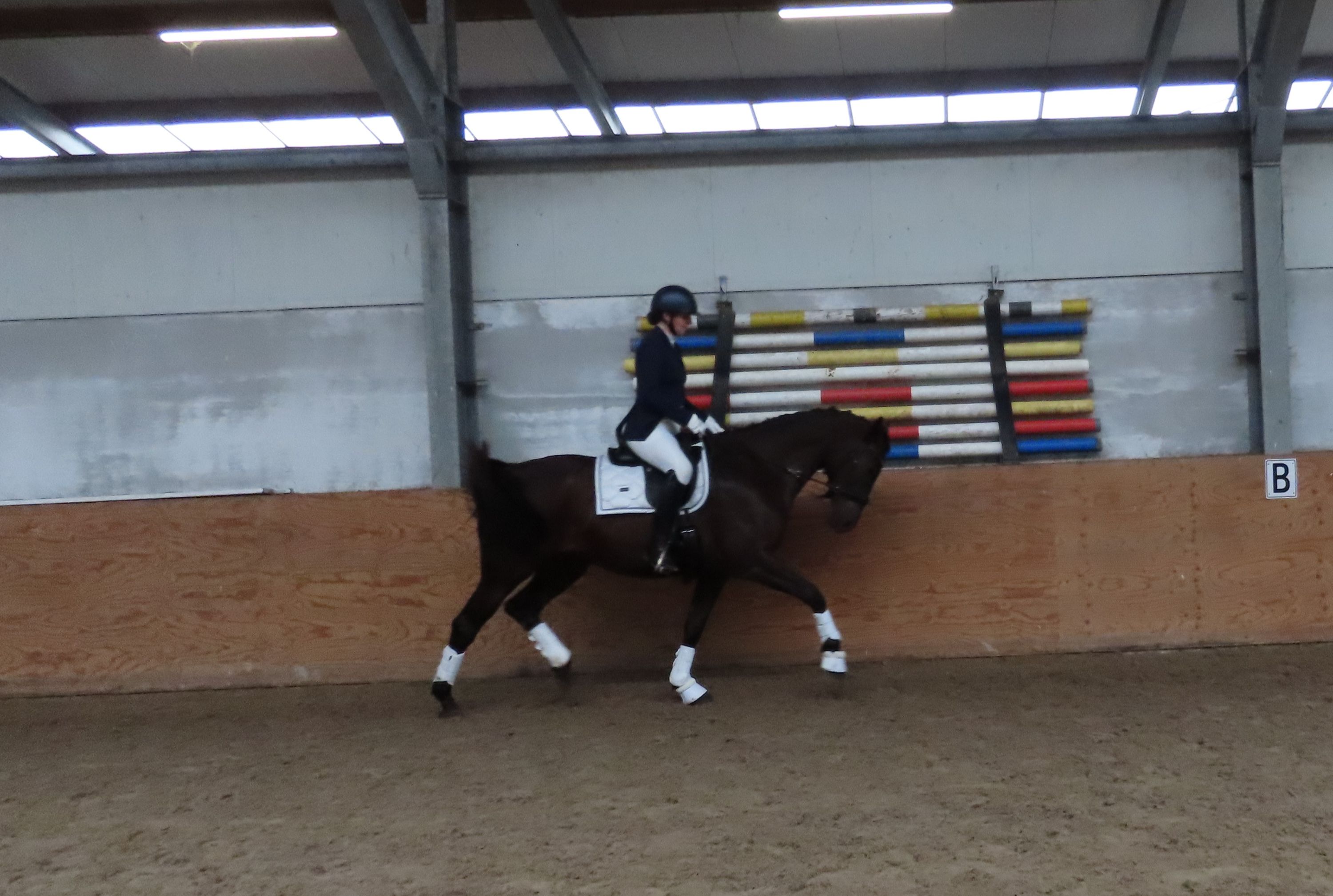 kwpn dressuurpaard merrie 7 سنوات zwart للبيع - صورة 3