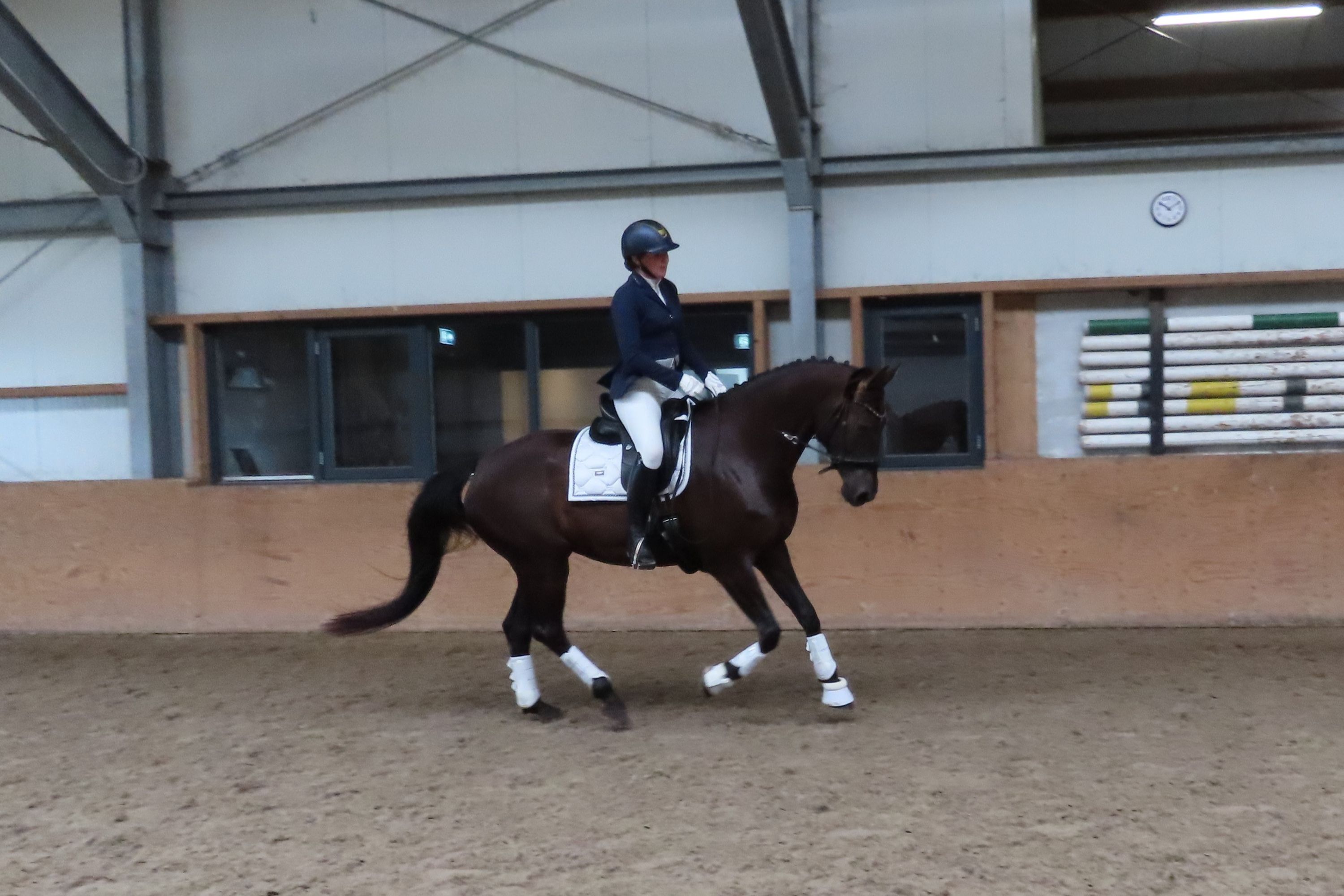 kwpn dressuurpaard merrie 7 سنوات zwart للبيع - صورة 6