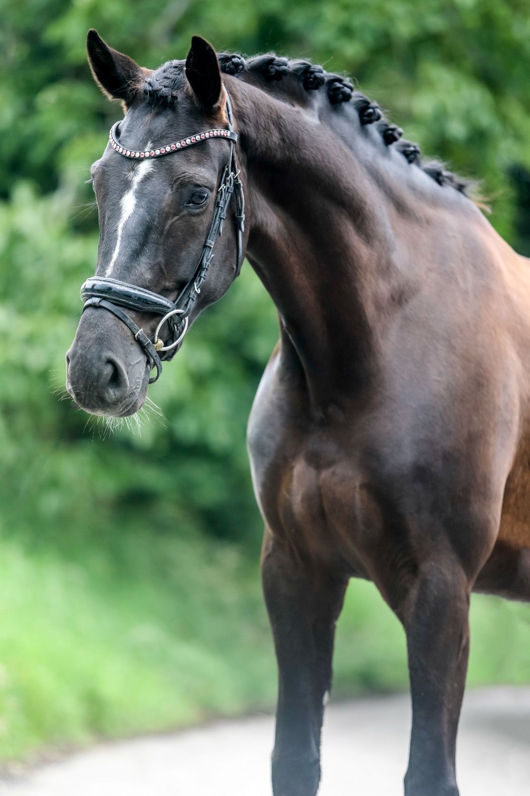 kwpn dressuurpaard merrie 5 years old zwart for sale - Photo 4