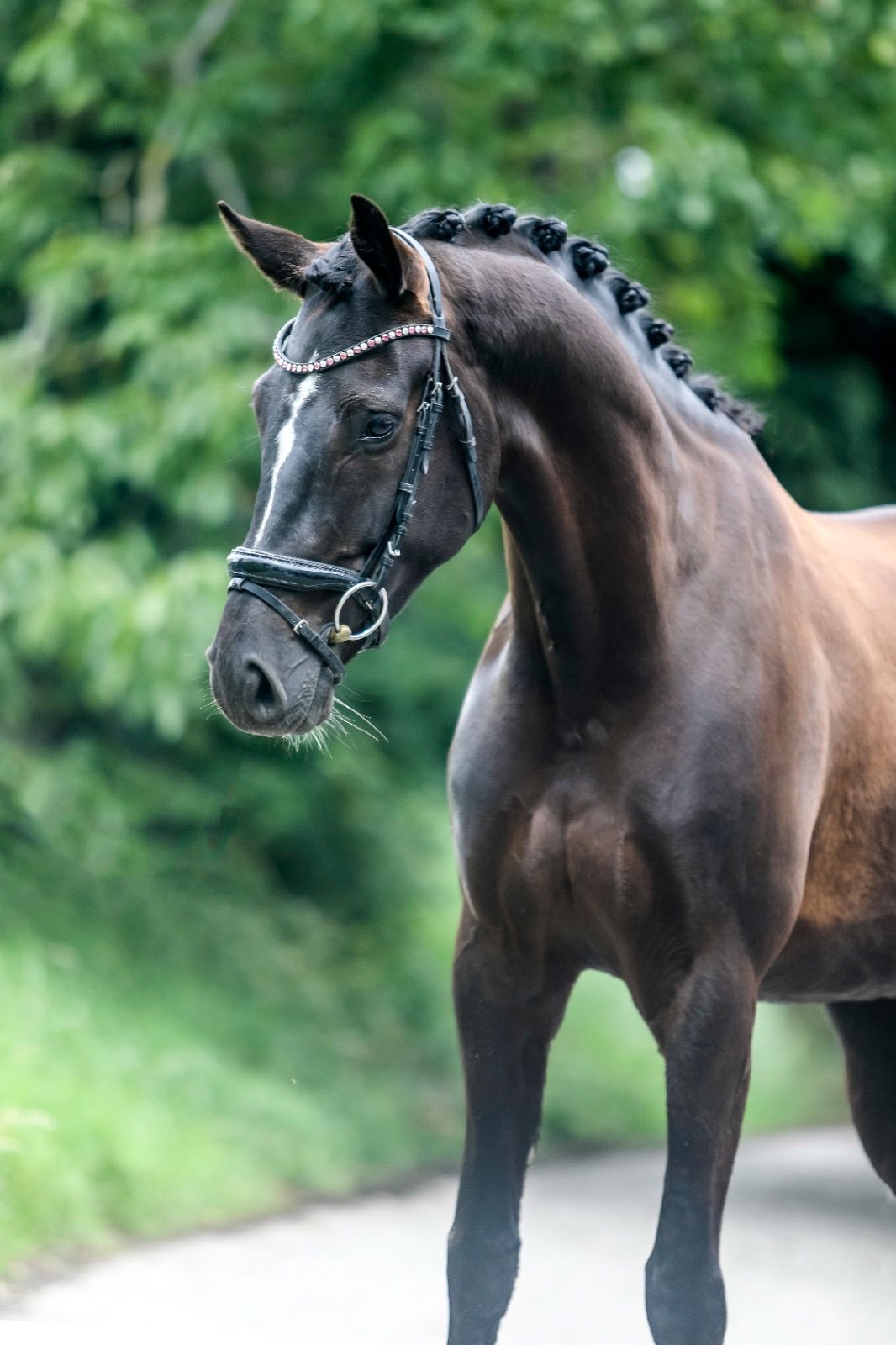 kwpn dressuurpaard merrie 5 years old zwart for sale - Photo 2