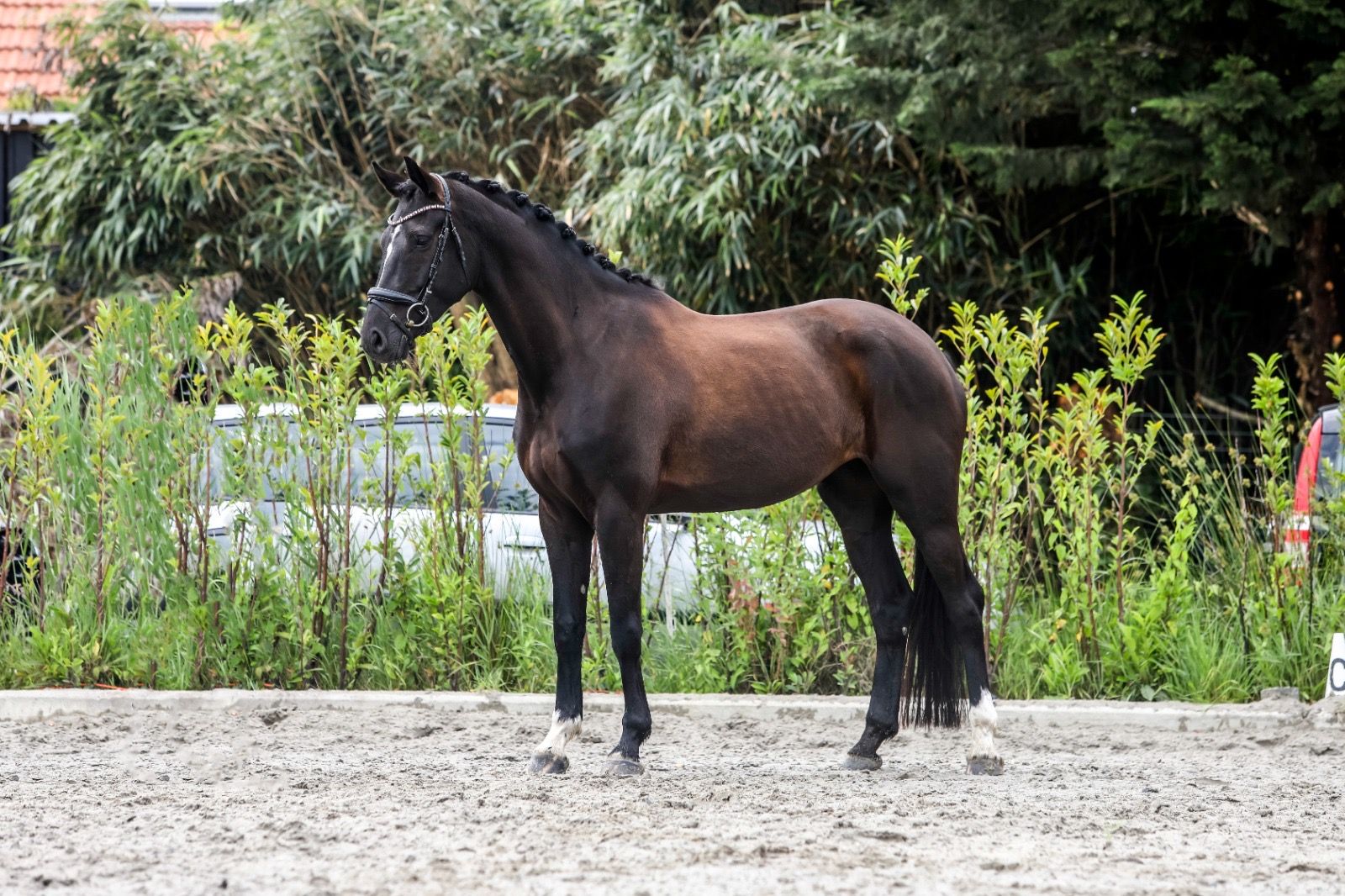 kwpn dressuurpaard merrie 5 years old zwart for sale - Photo 3