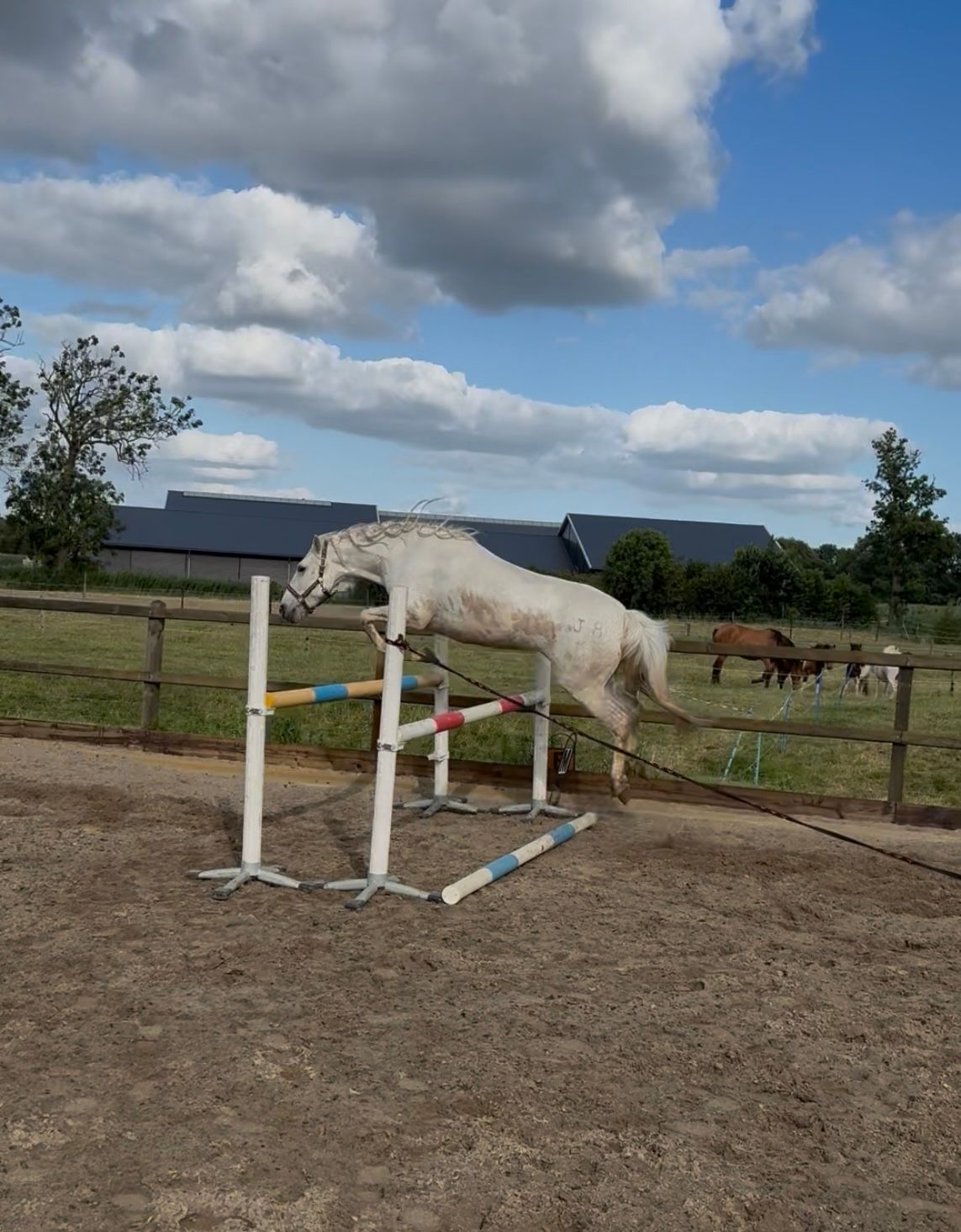 allround-pony merrie 7 years old schimmel for sale - Photo 5