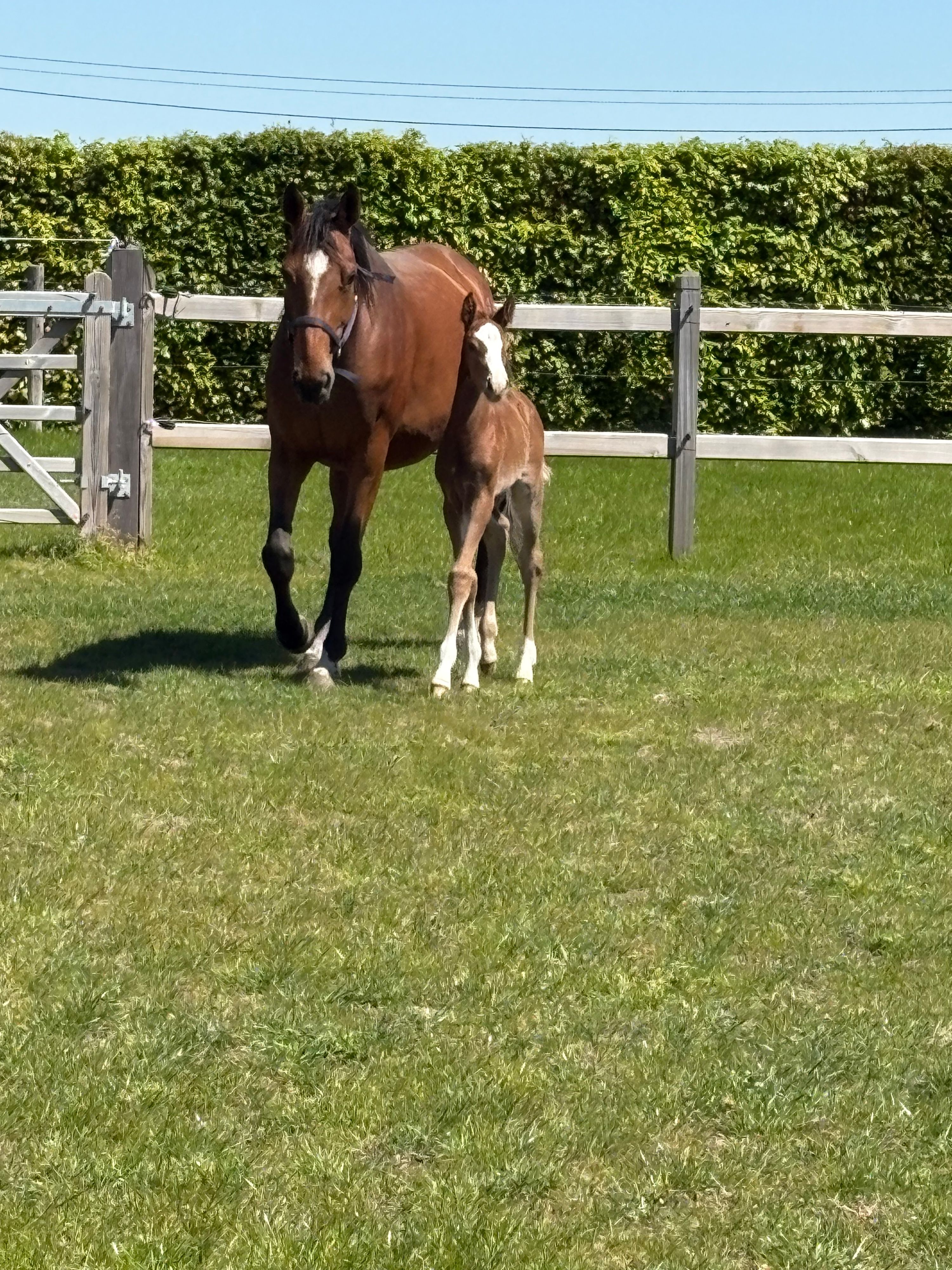 zangersheide springpaard merrie 7 jaar bruin te koop - Foto 3