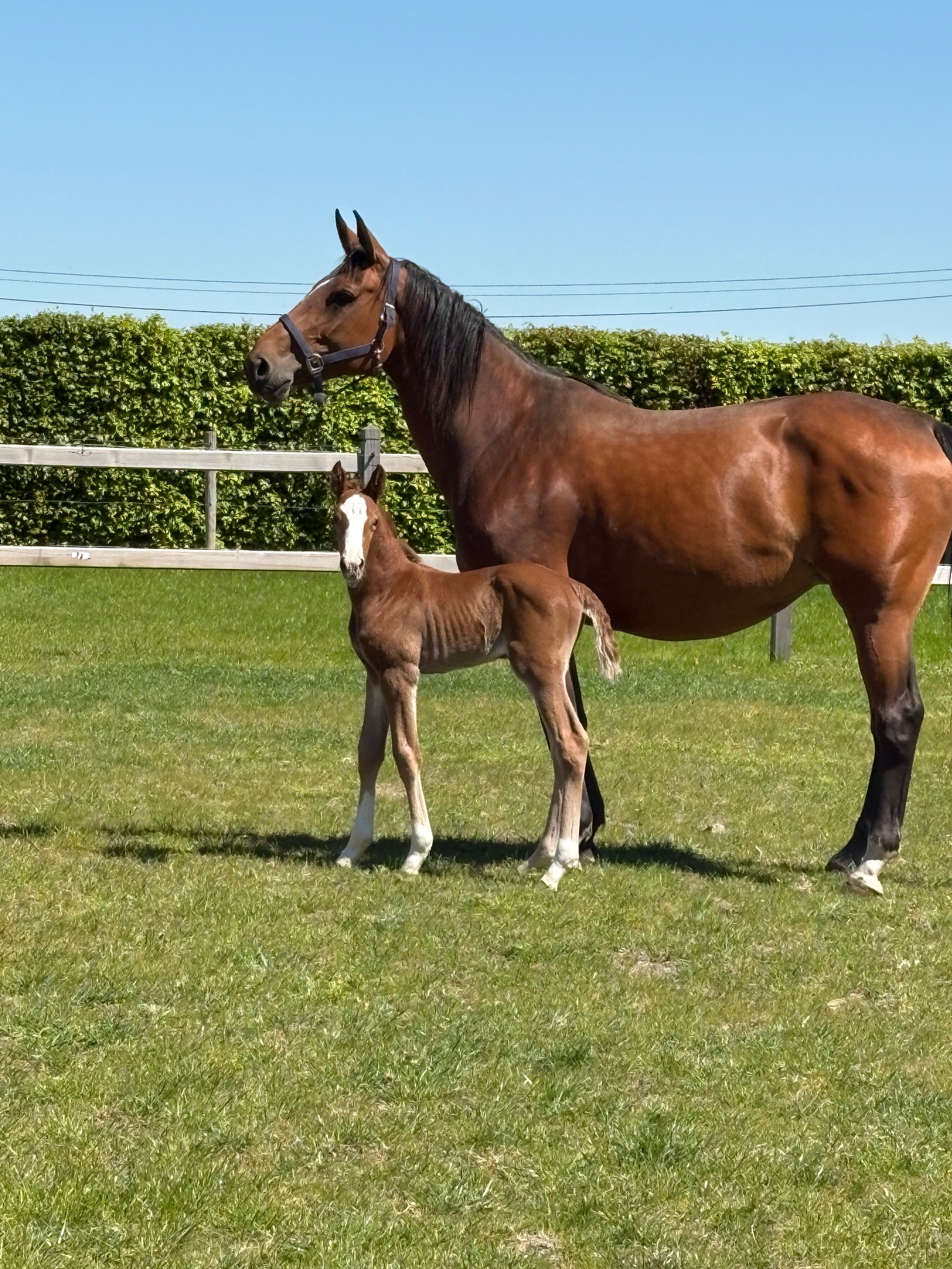 zangersheide springpaard merrie 7 jaar bruin te koop - Foto 2