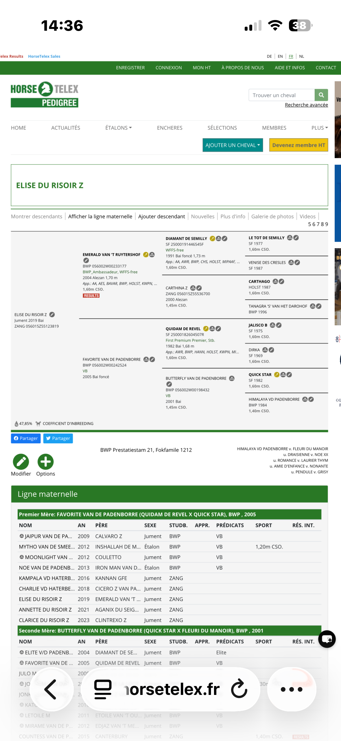 zangersheide springpaard merrie 7 jaar bruin te koop - Foto 4