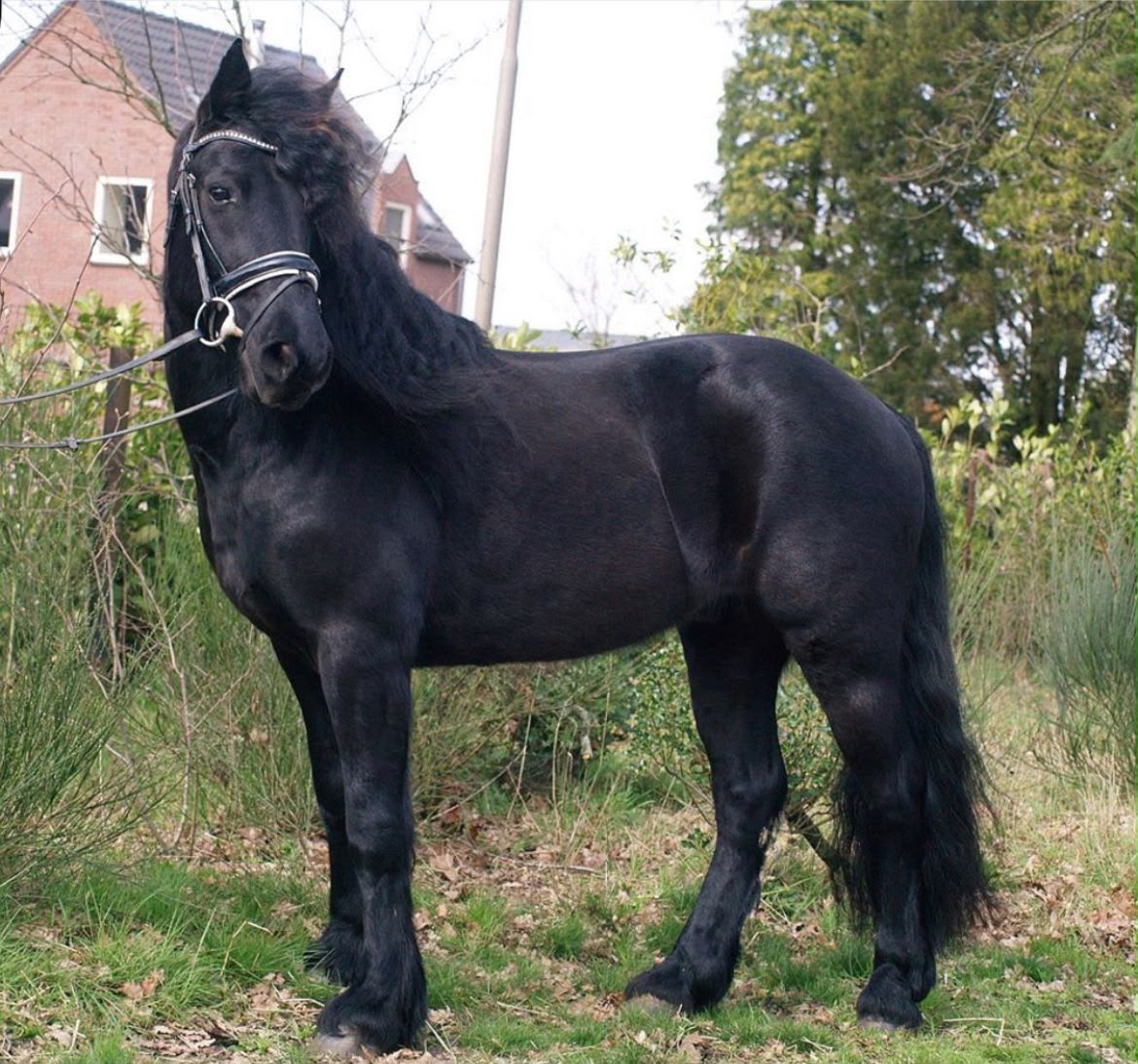 allround-pony ruin 16 歳 zwart 売り出し中 - 写真 3