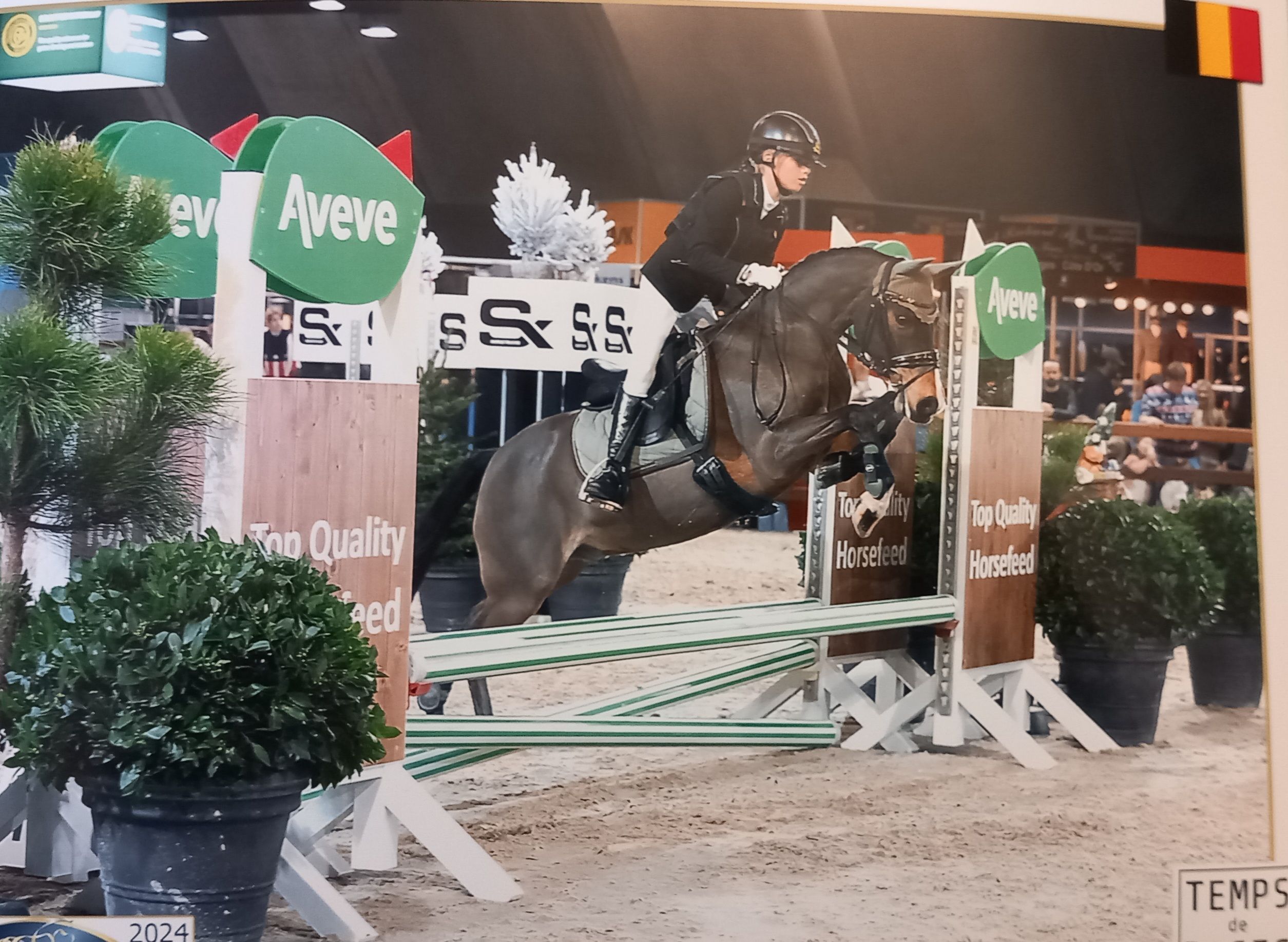 allround-pony ruin 18 years old bruin for sale - Photo 2