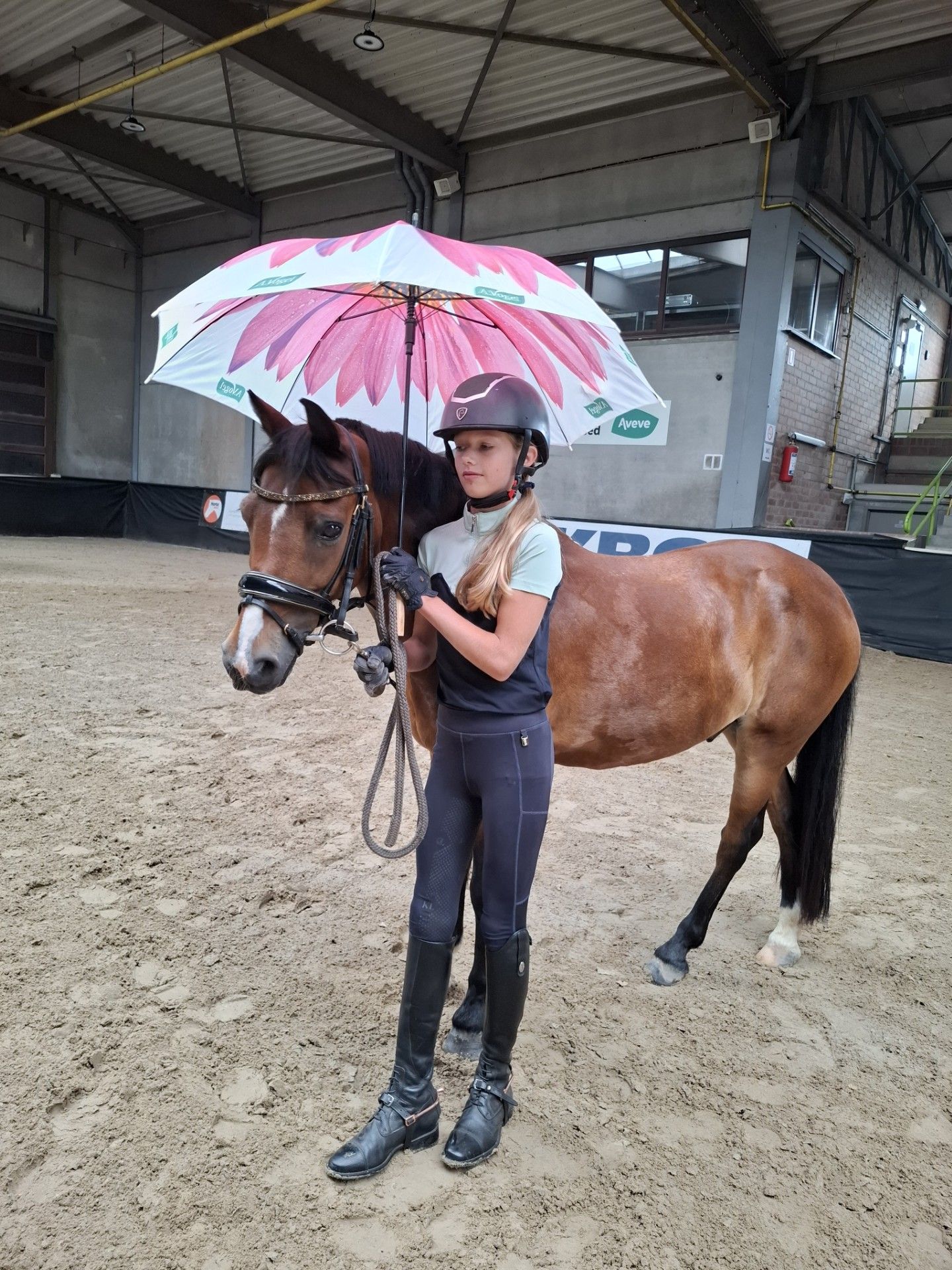 allround-pony ruin 18 years old bruin for sale - Photo 4