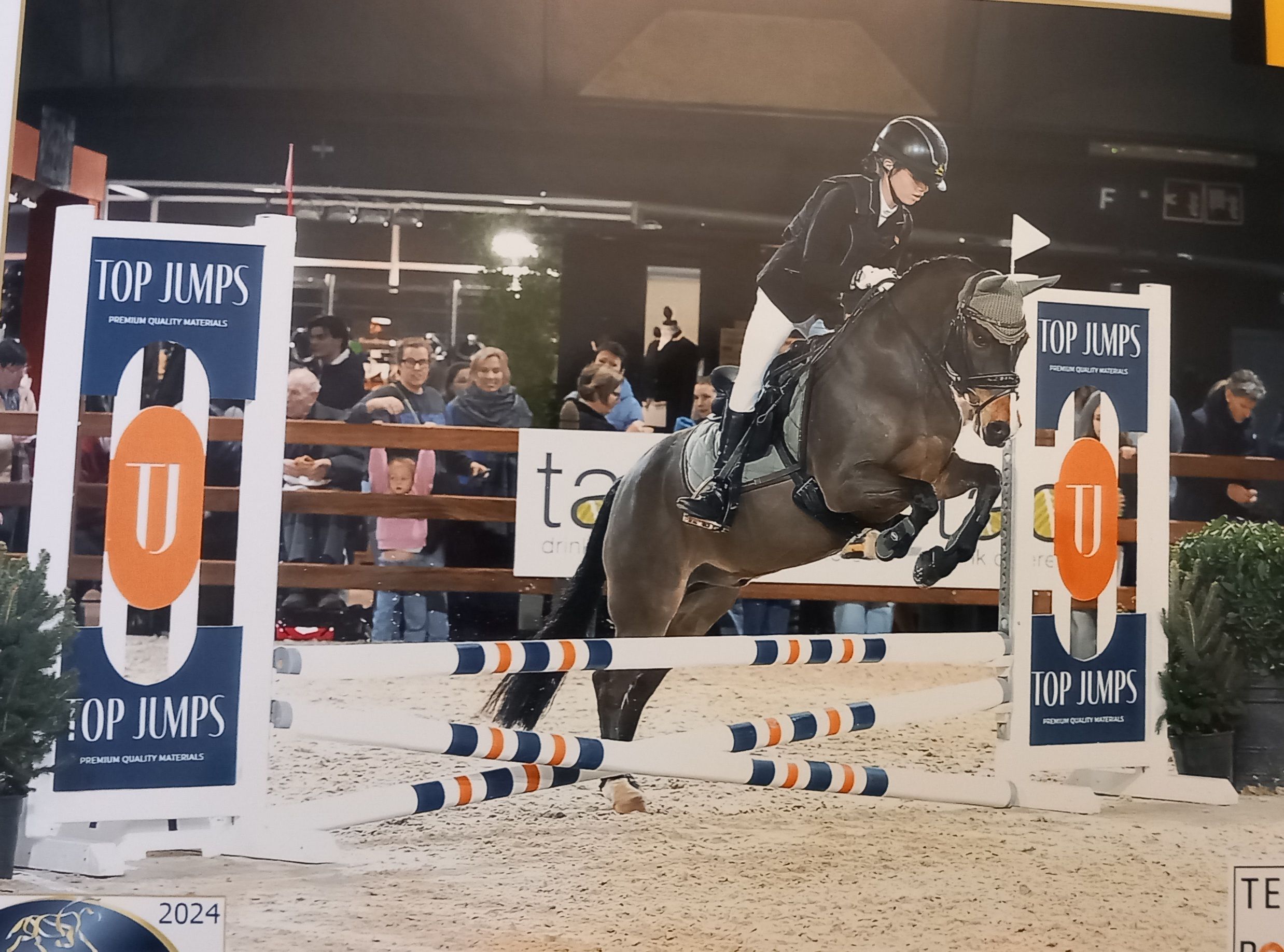 allround-pony ruin 18 years old bruin for sale - Photo 3