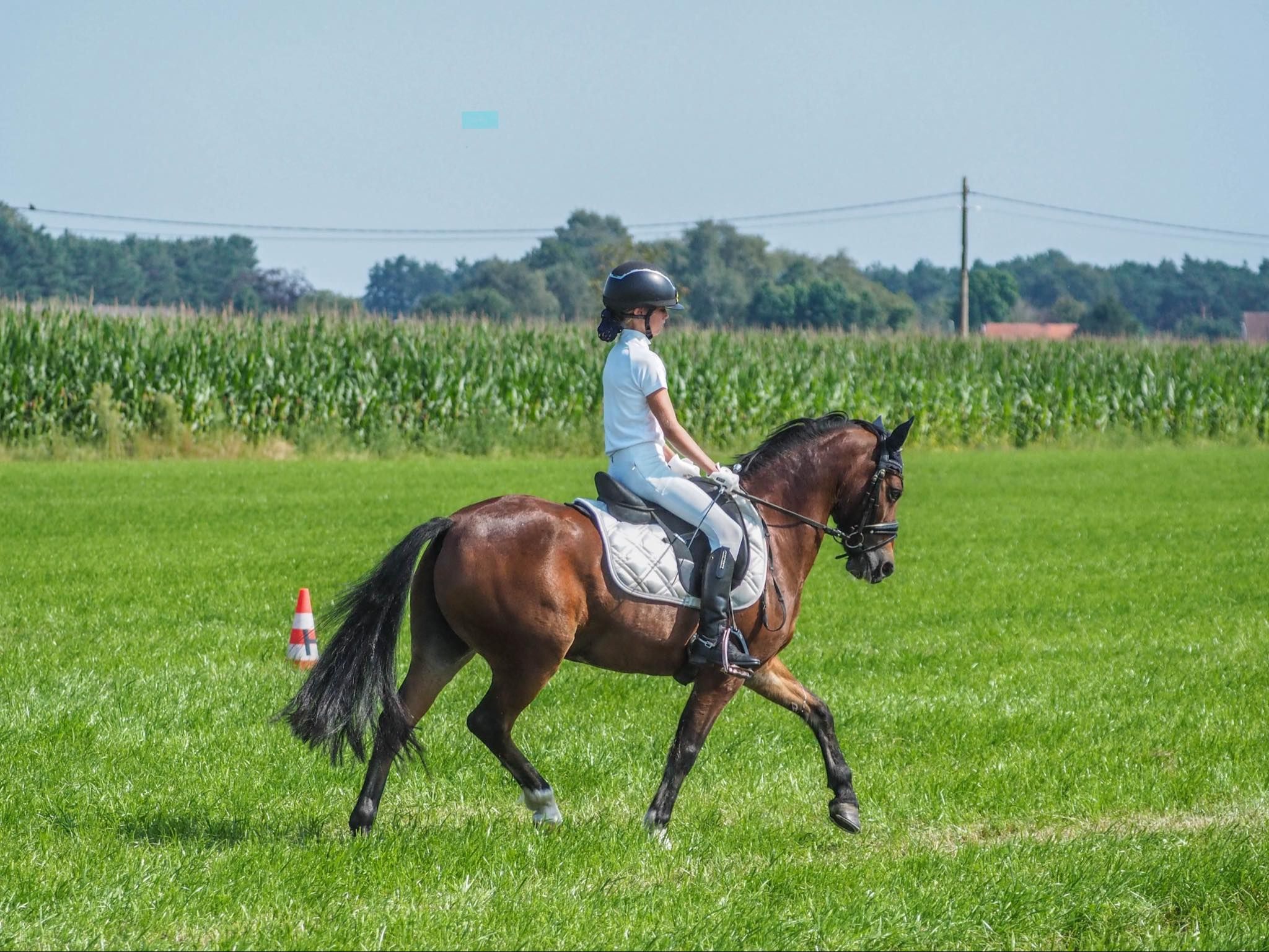 allround-pony ruin 18 years old bruin for sale - Photo 6
