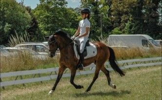 Handsome all-round C-pony