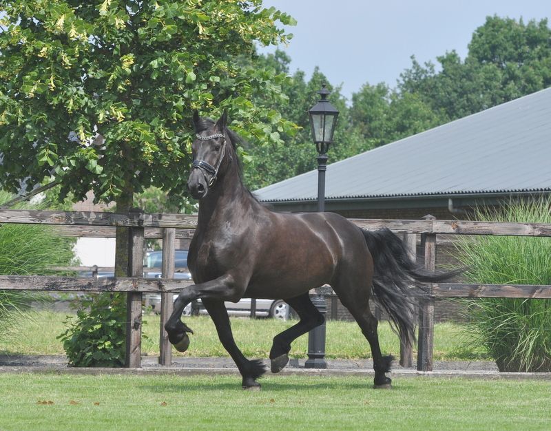 Handsome large Friesian mare by Tiede